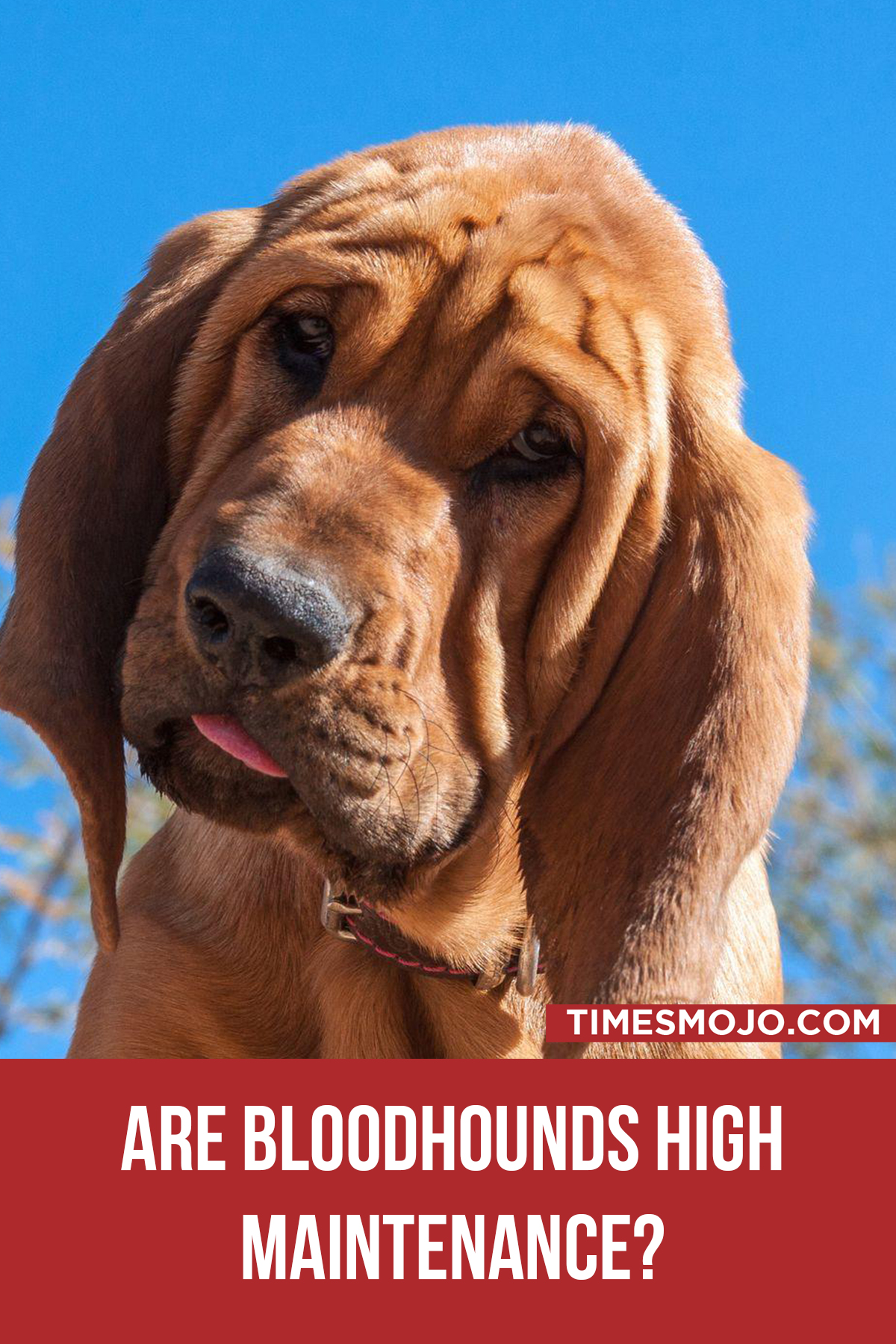 Are Bloodhounds High Maintenance