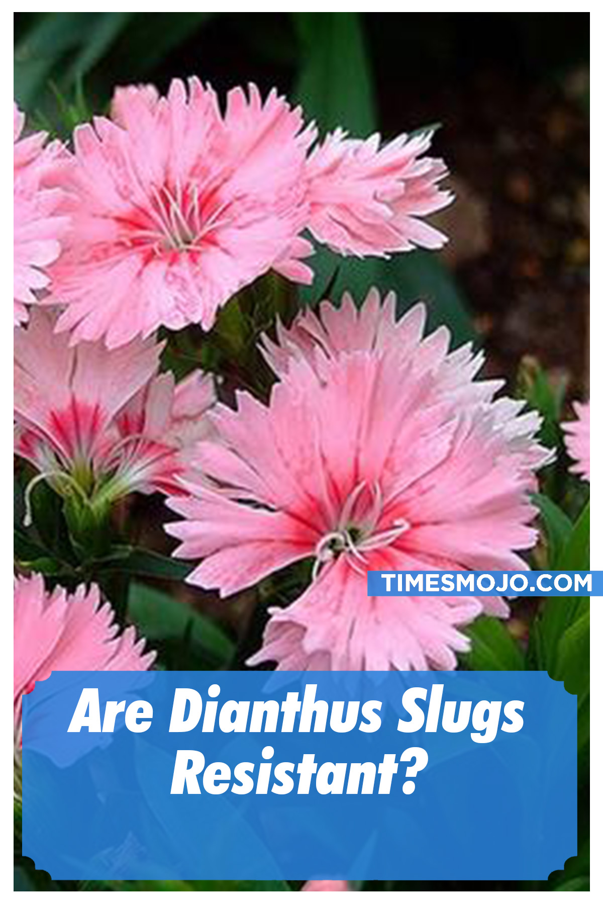 Are Dianthus Slugs Resistant