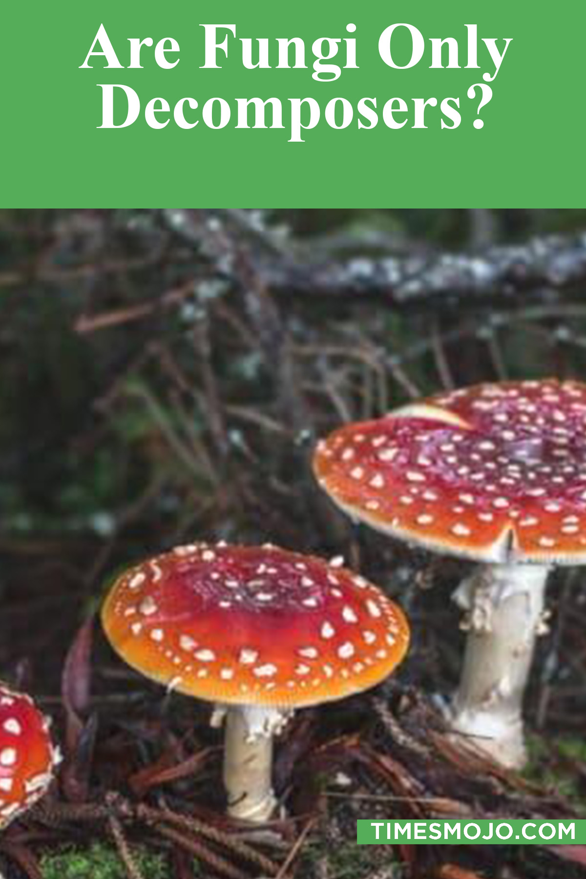 Are Fungi Only Decomposers