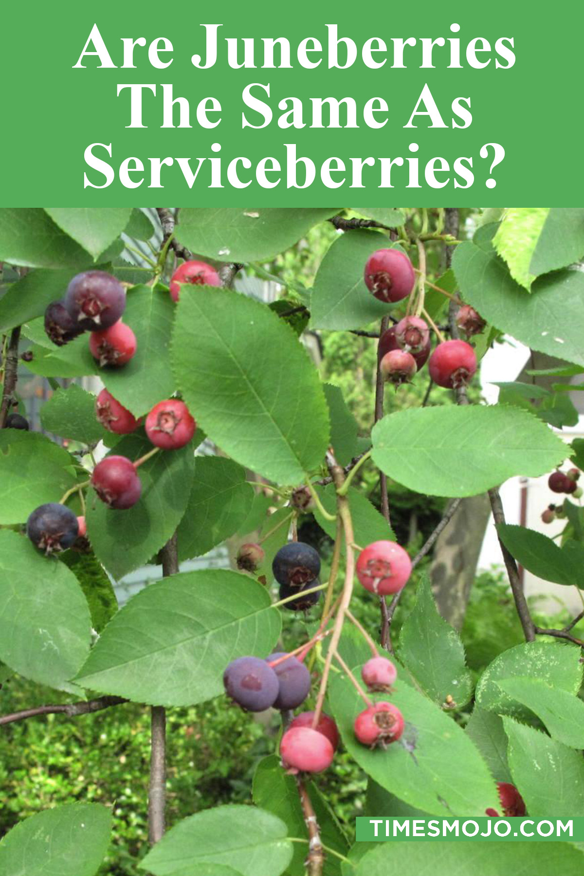 Are Juneberries The Same As Serviceberries