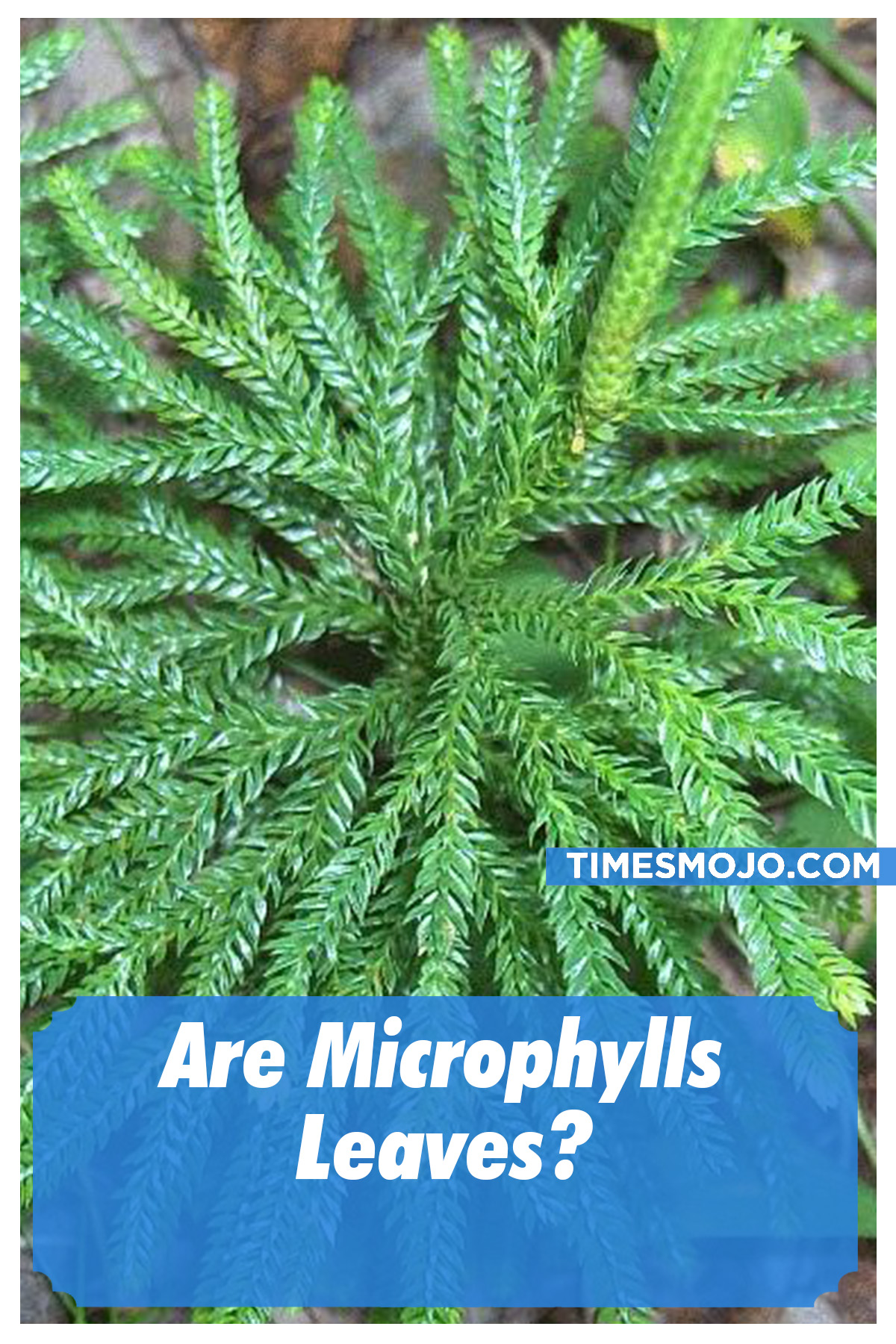 Are Microphylls Leaves