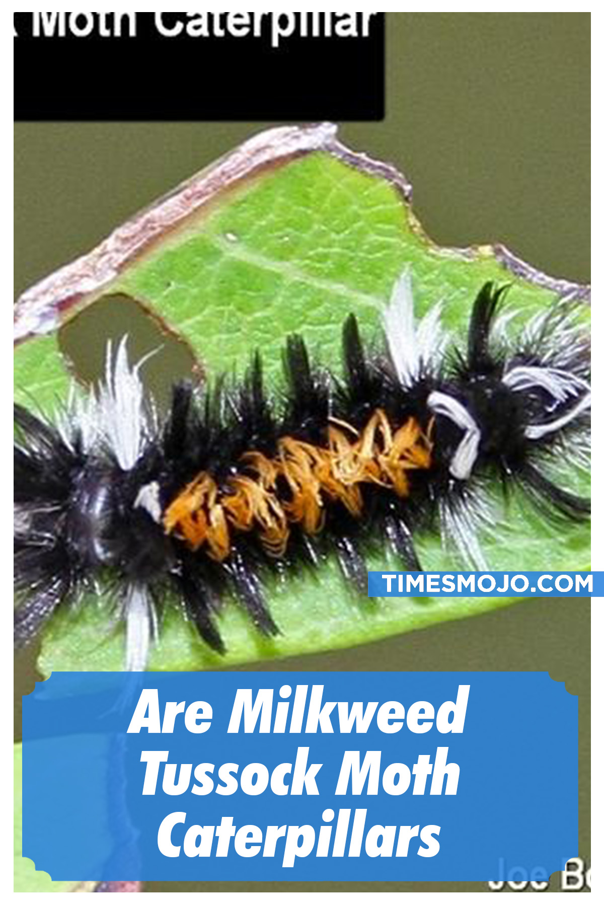 Are Milkweed Tussock Moth Caterpillars Poisonous To Touch