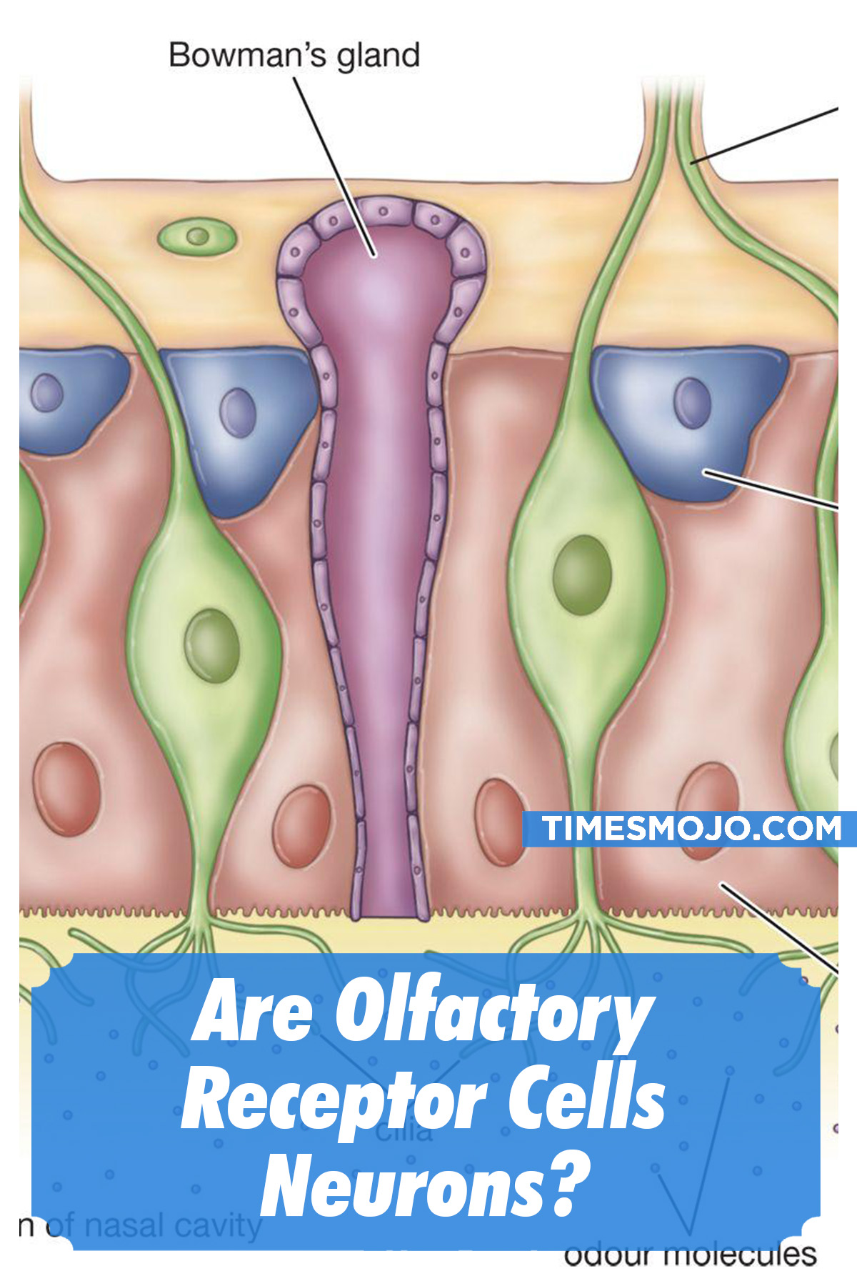 Are Olfactory Receptor Cells Neurons