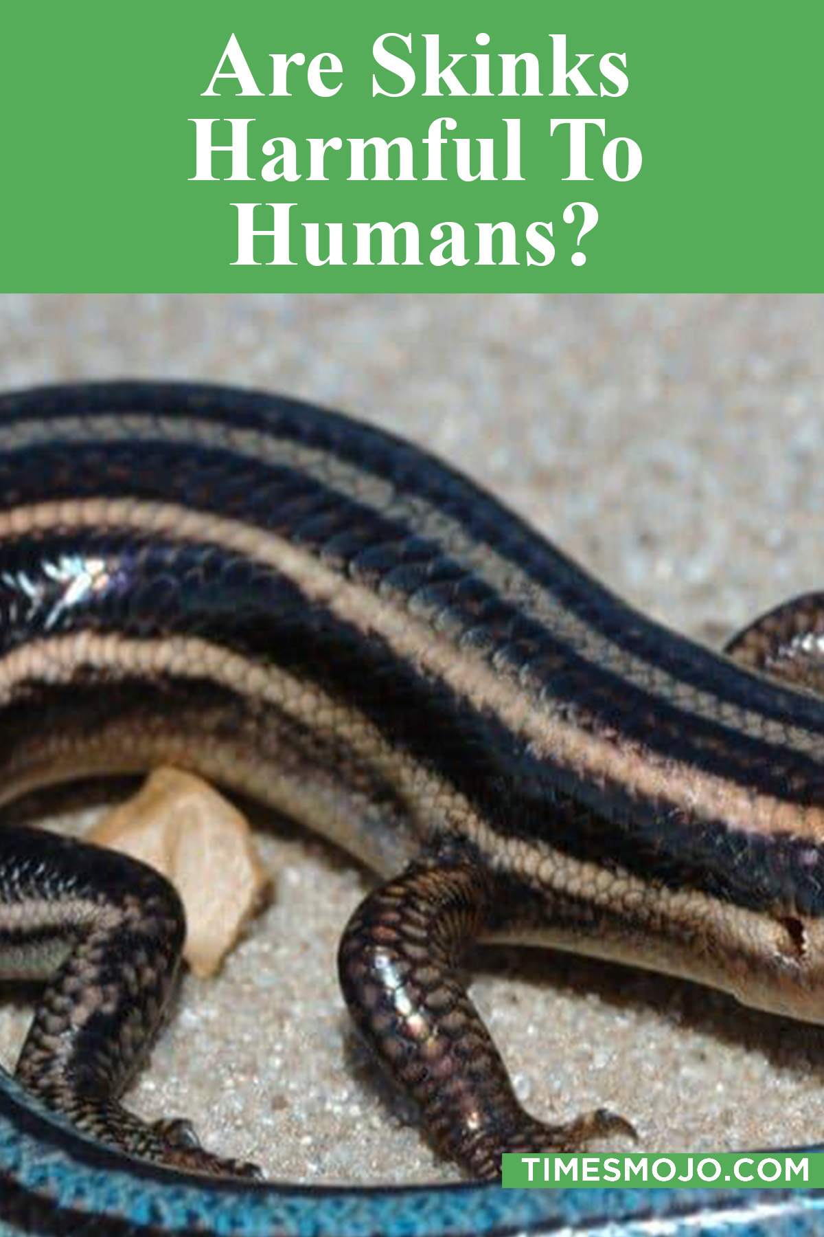 Are Skinks Harmful To Humans