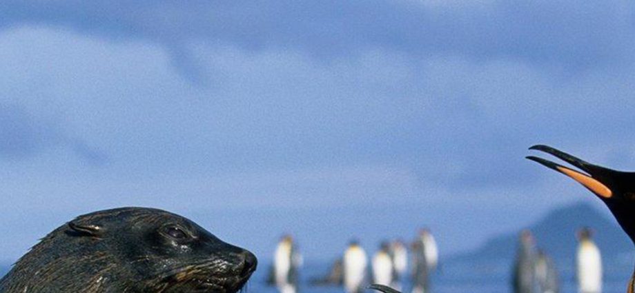 Can a seal mate with a penguin? - TimesMojo