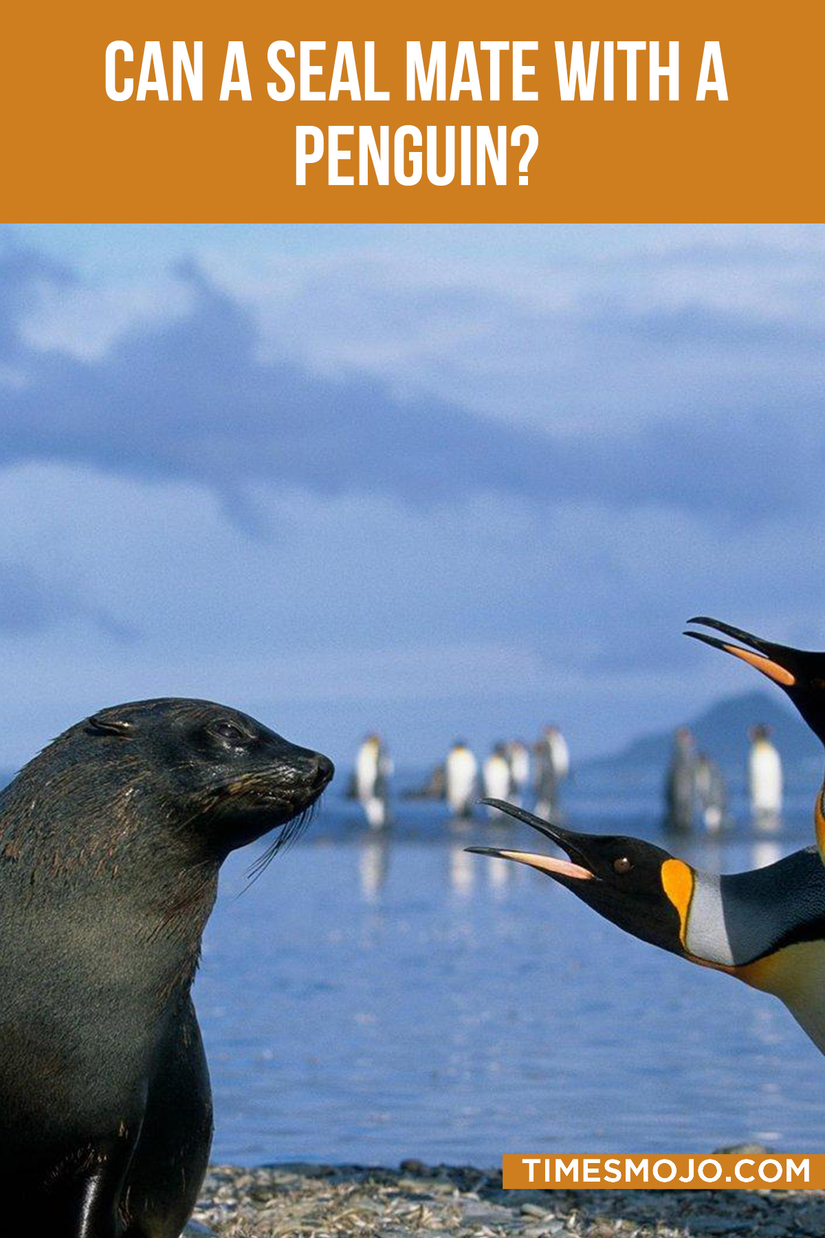 Can a seal mate with a penguin? - TimesMojo