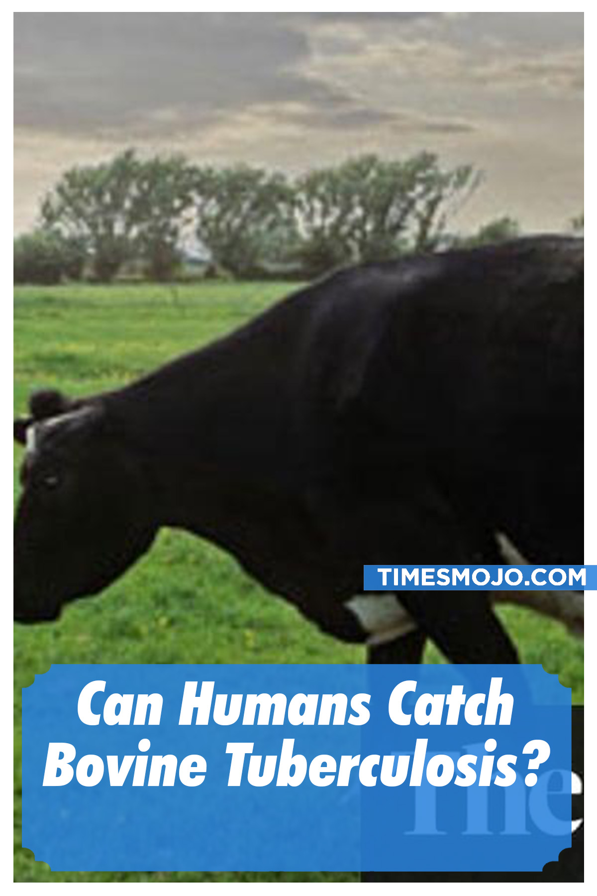 Can Humans Catch Bovine Tuberculosis