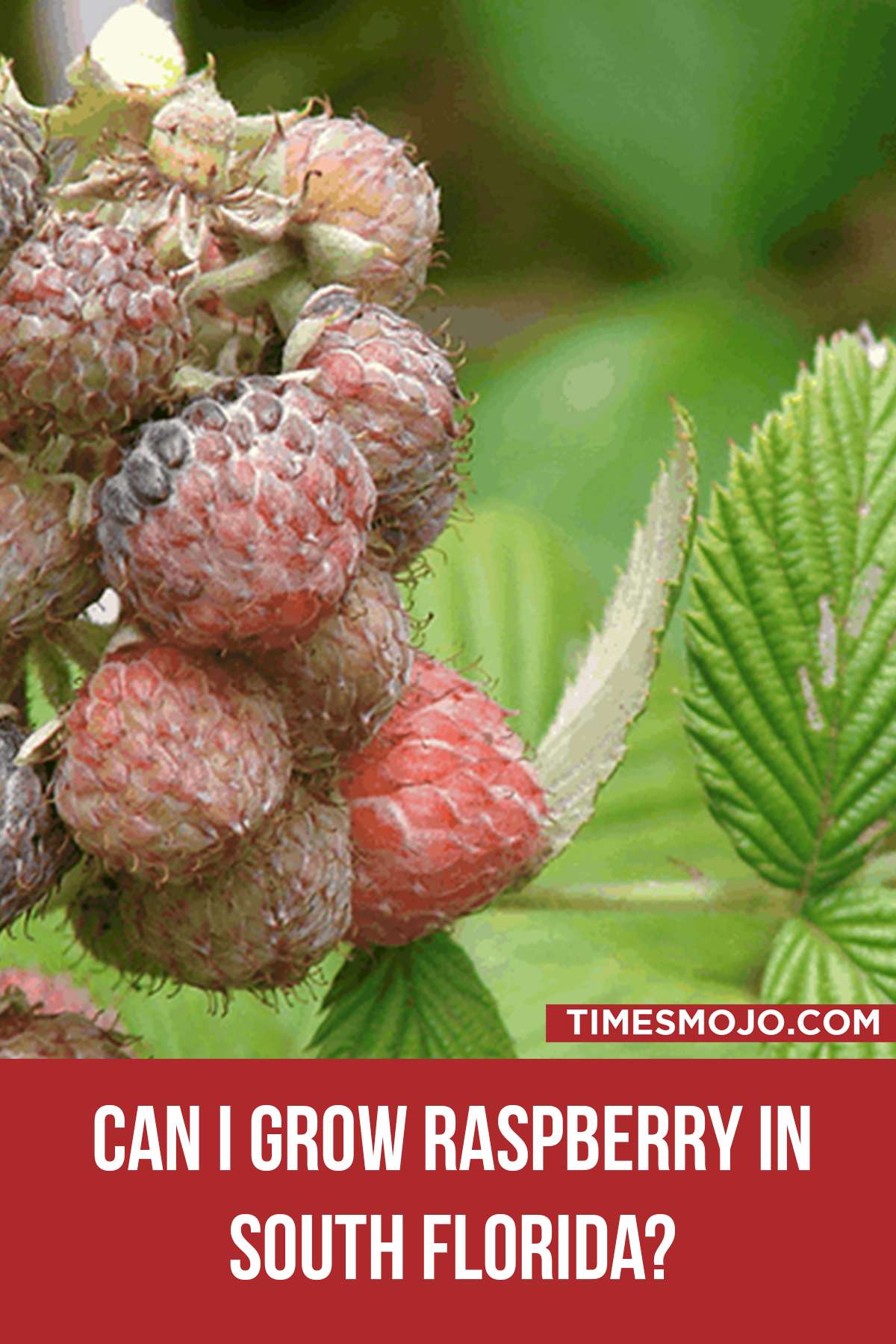 Can I Grow Raspberry In South Florida