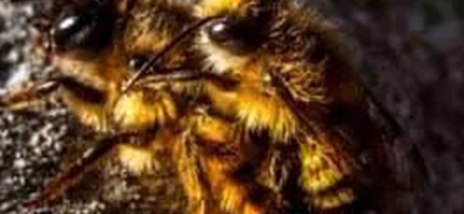 do-bumble-bees-go-away-at-night-timesmojo