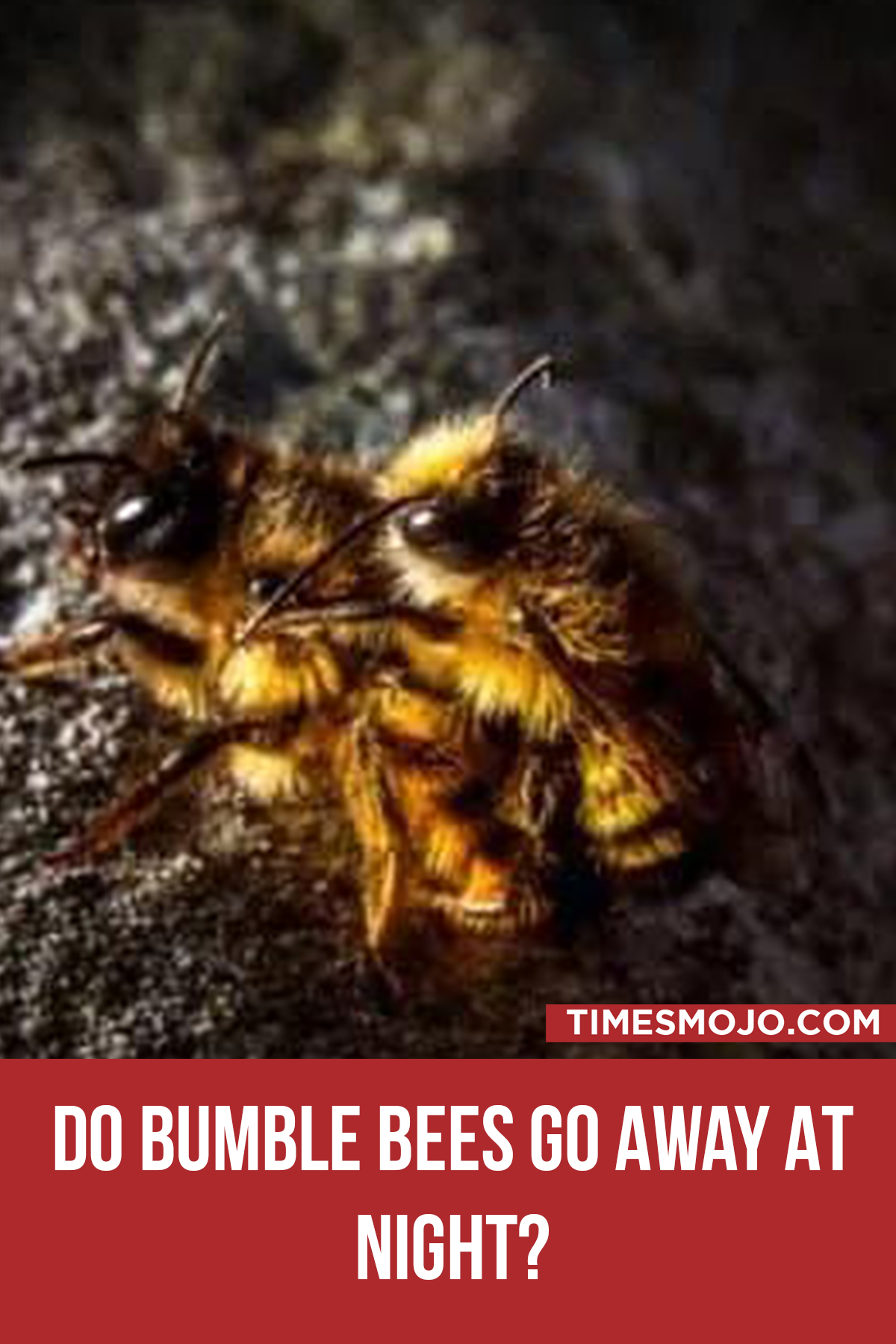 Do Bumble Bees Go Away At Night