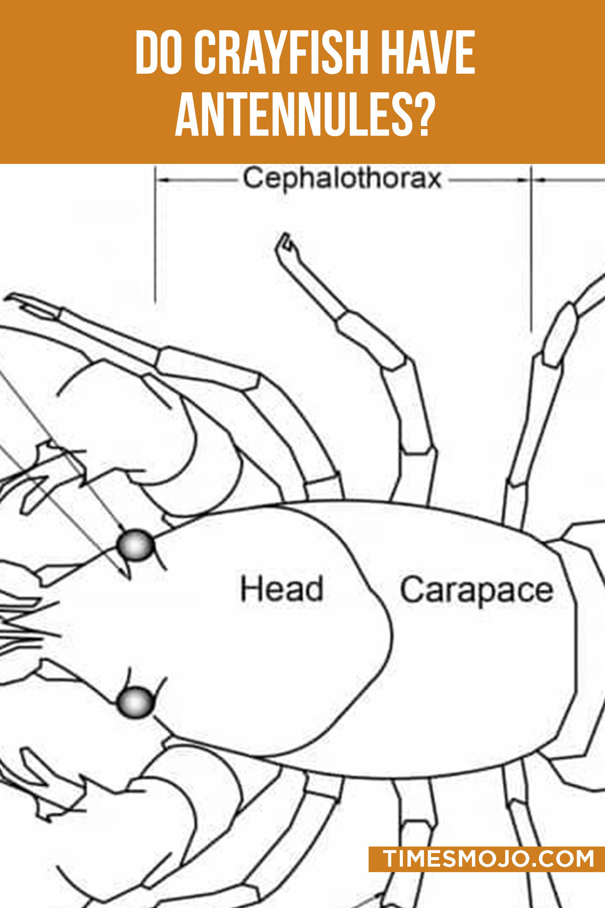 Do Crayfish Have Antennules