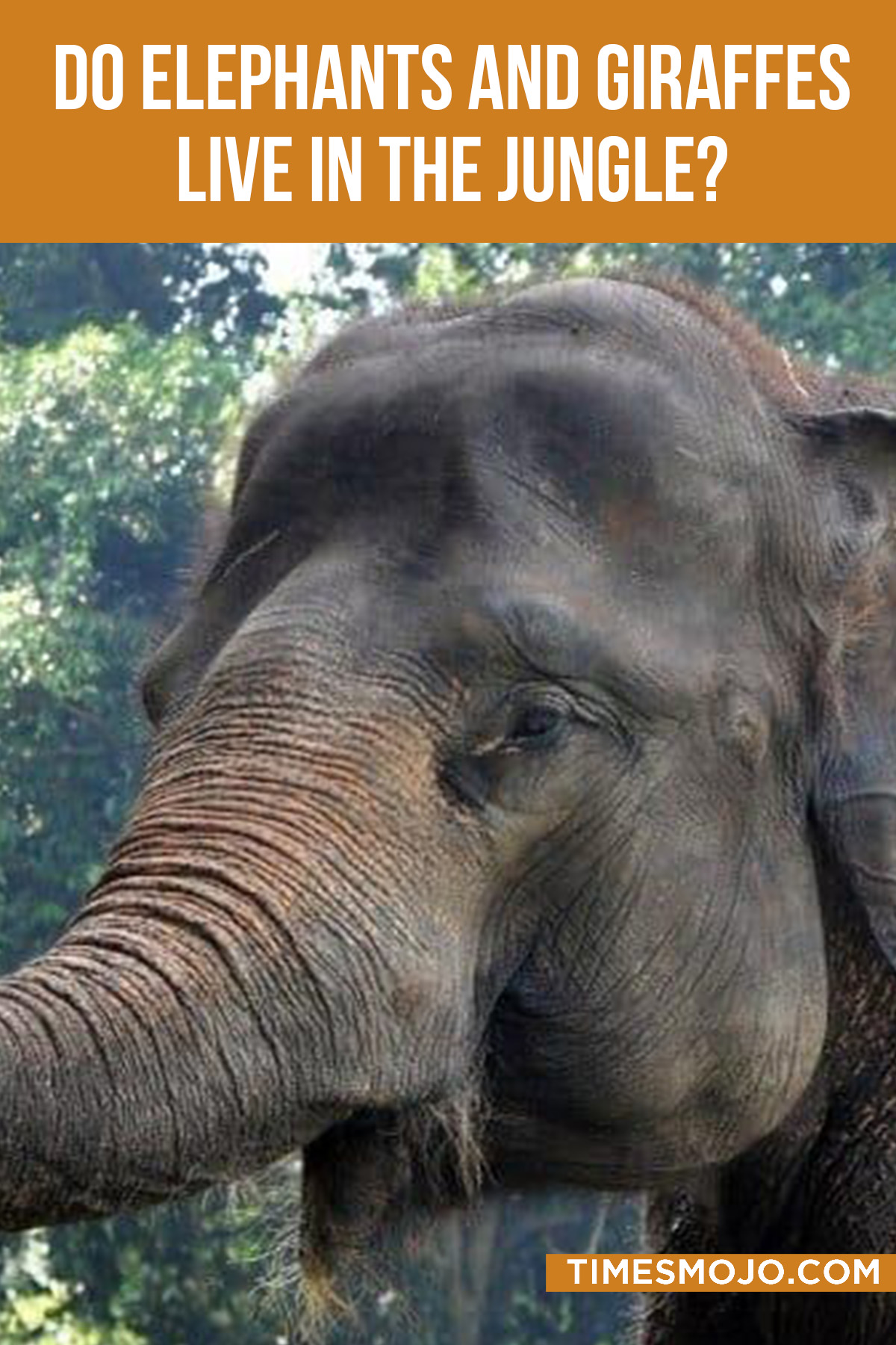 Do elephants and giraffes live in the jungle? - TimesMojo