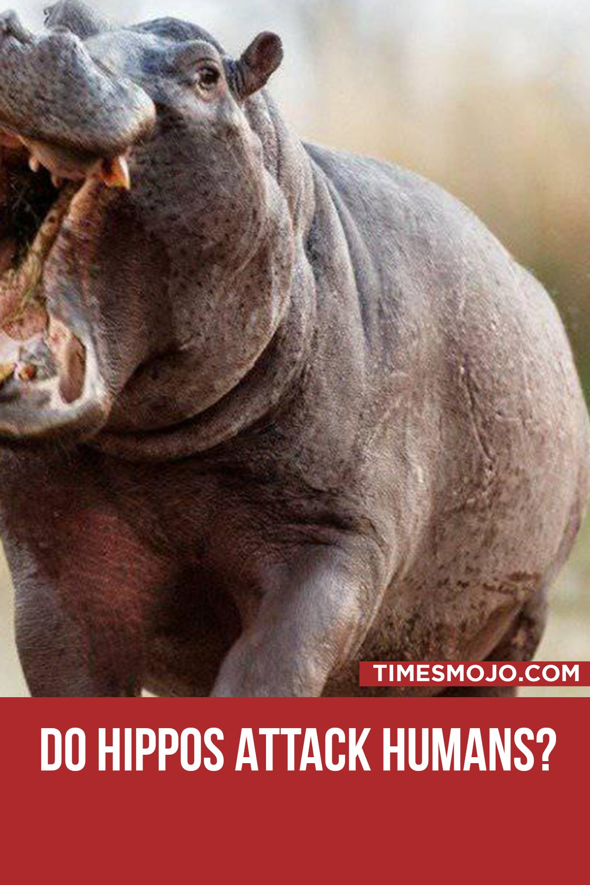 Do Hippos Attack Humans