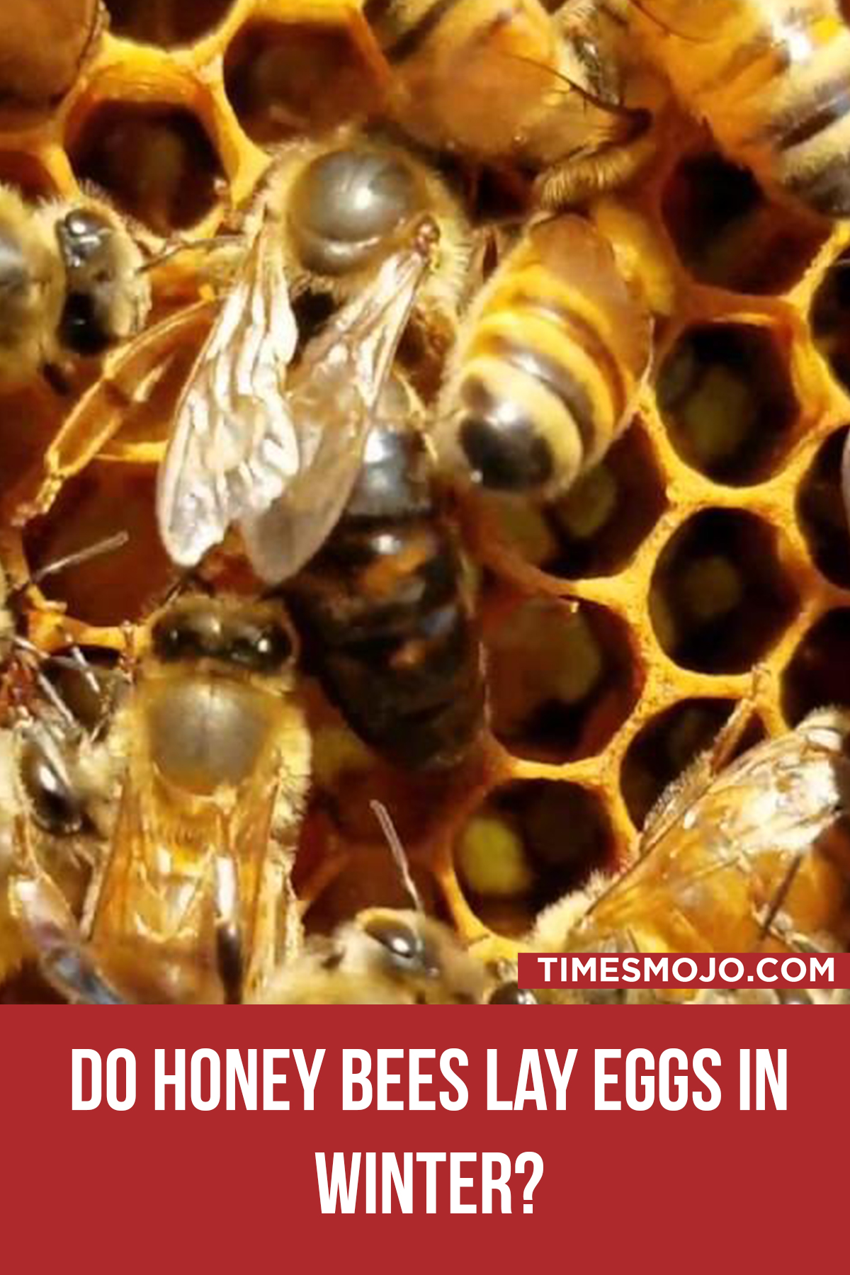 Do Honey Bees Lay Eggs In Winter