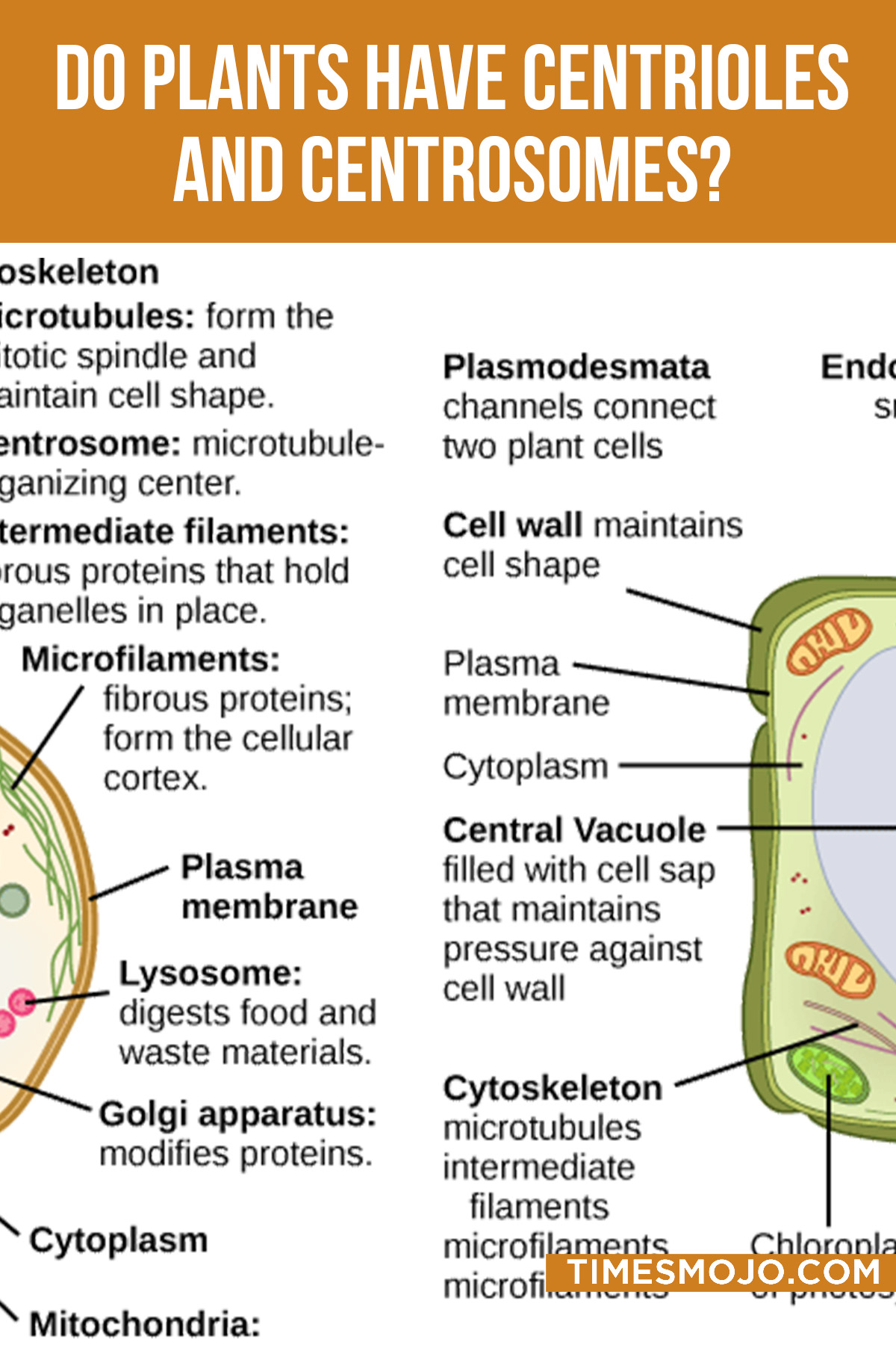 Do Plants Have Centrioles And Centrosomes