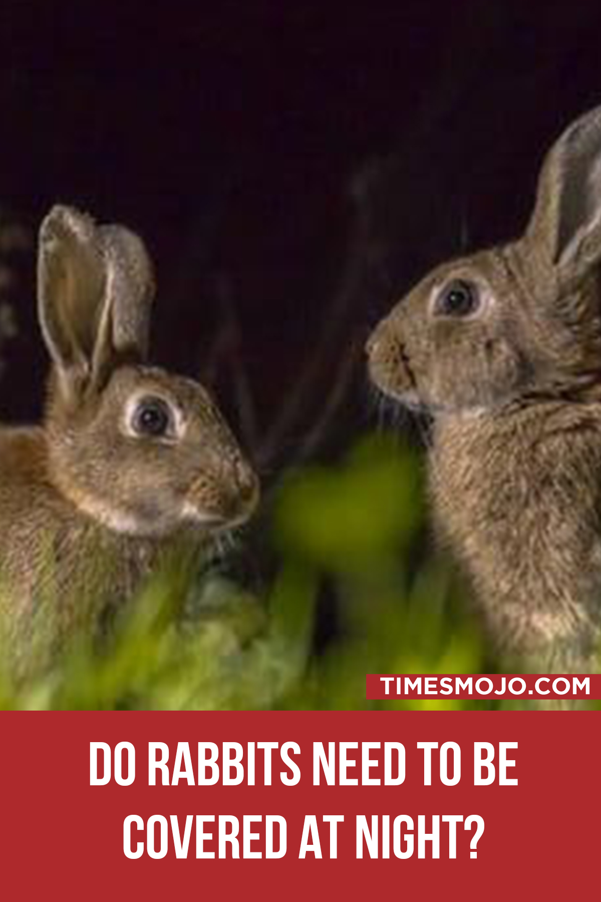 Do Rabbits Need To Be Covered At Night