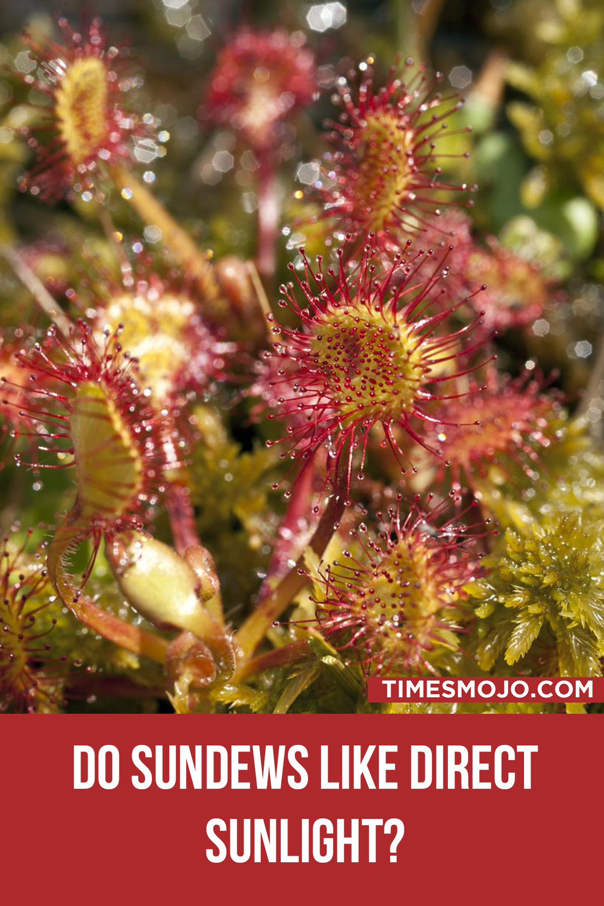 Do Sundews Like Direct Sunlight