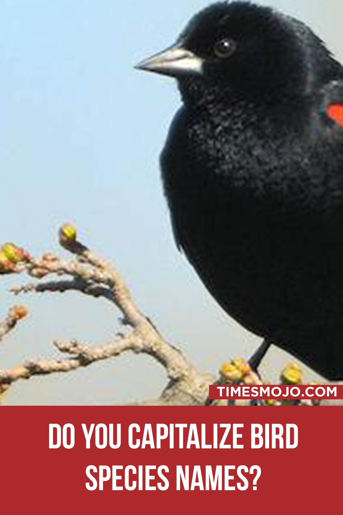 do-you-capitalize-bird-species-names-timesmojo