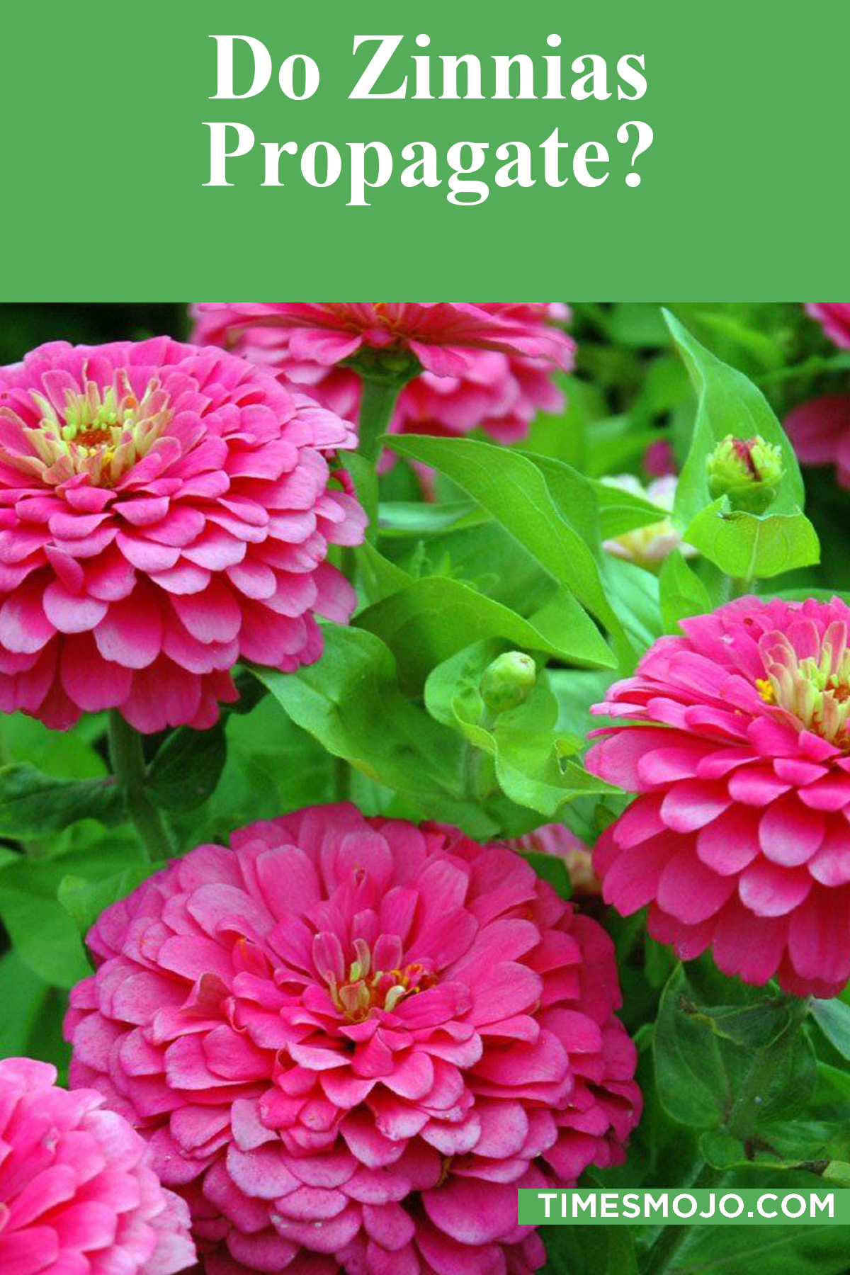 Do Zinnias Propagate