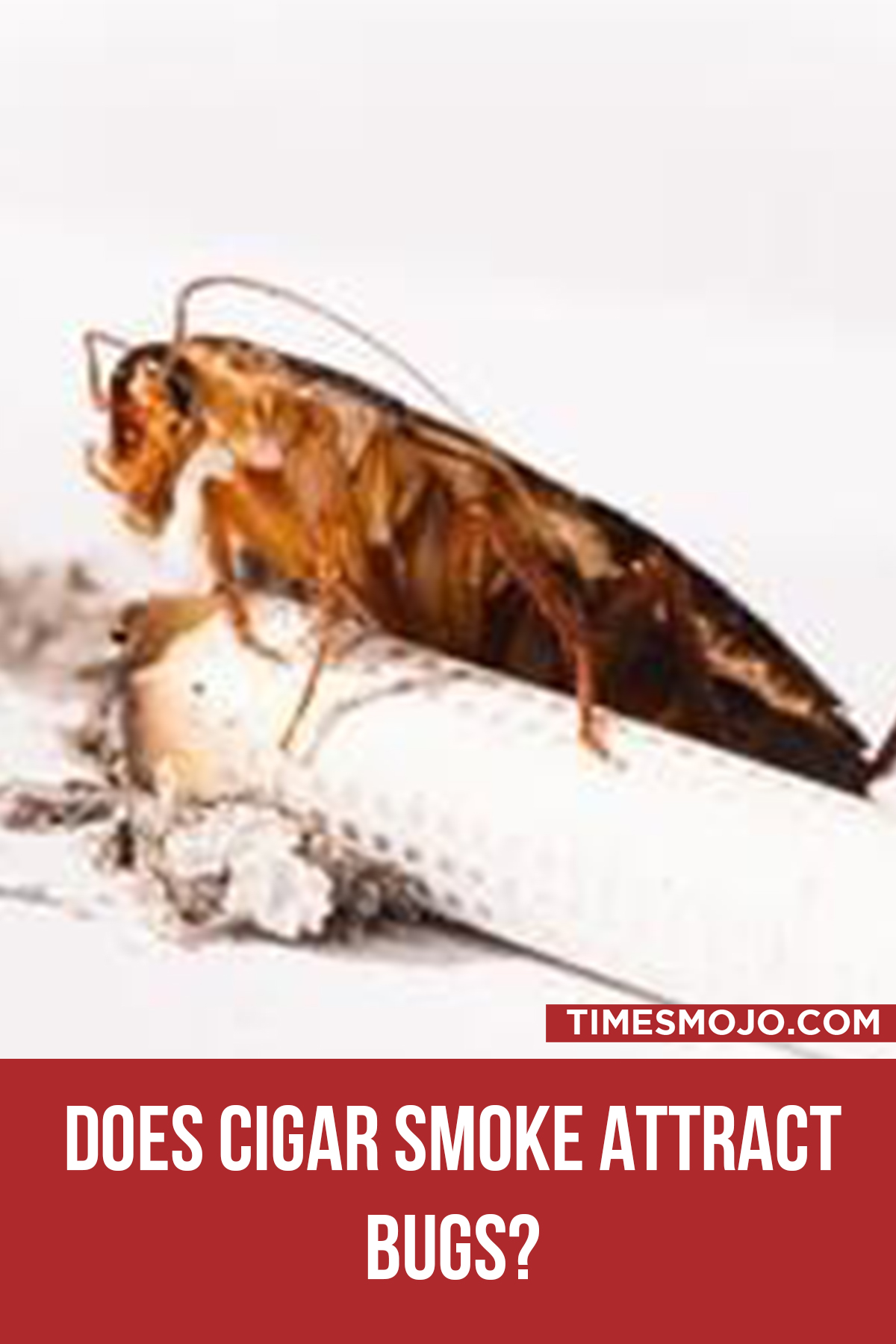 Does Cigar Smoke Attract Bugs