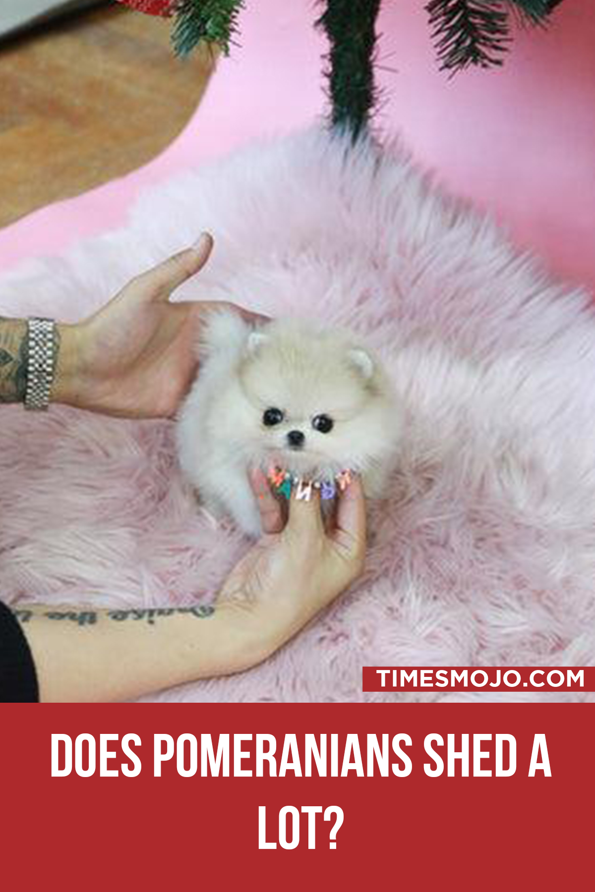 Does Pomeranians Shed A Lot