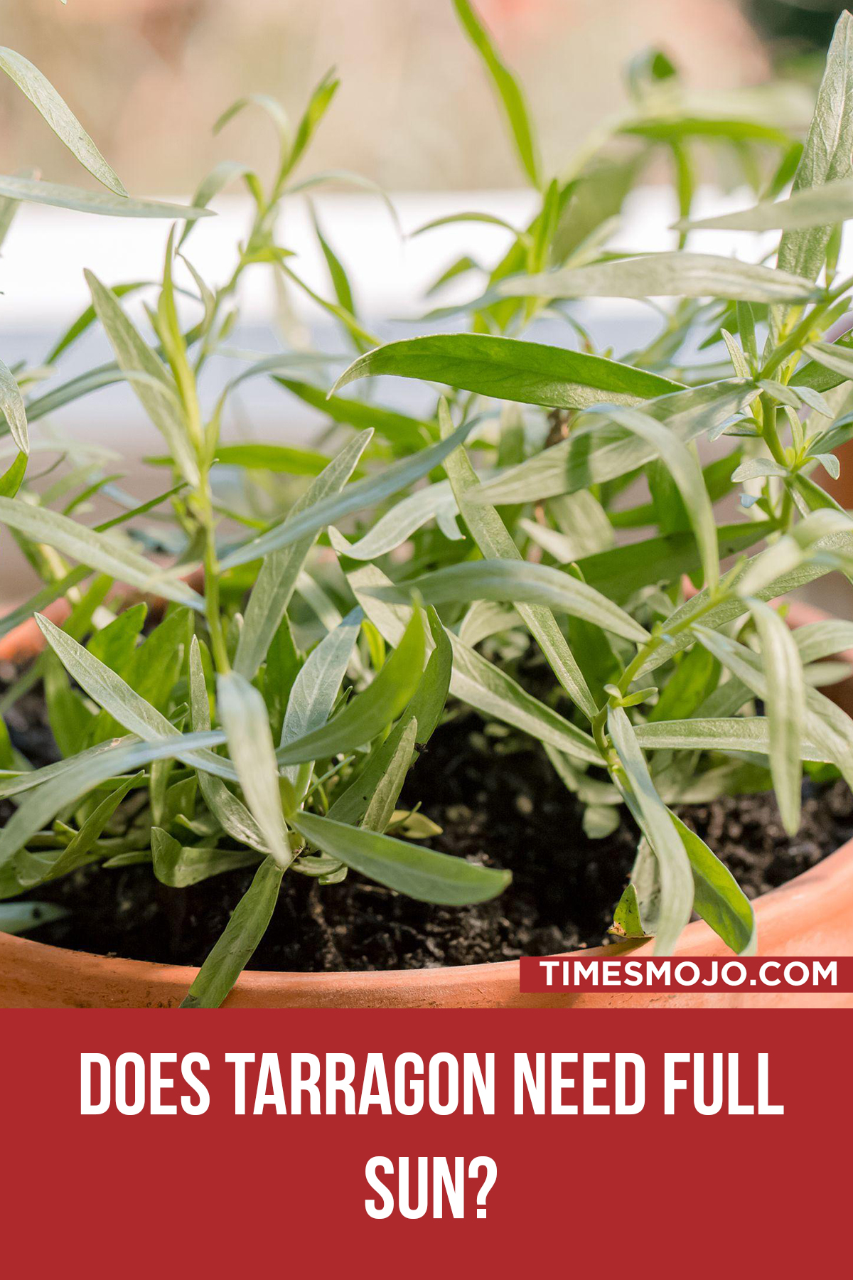 Does Tarragon Need Full Sun