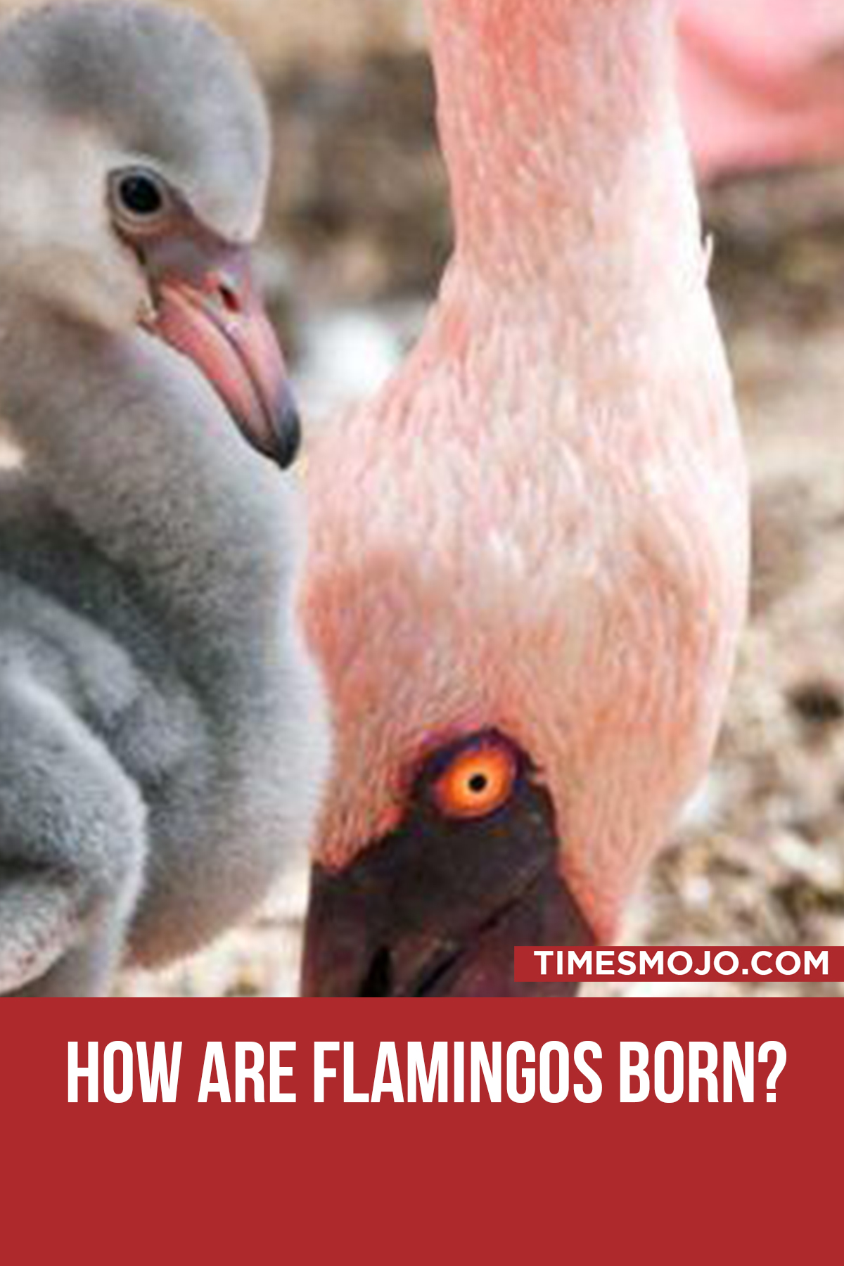 How Are Flamingos Born