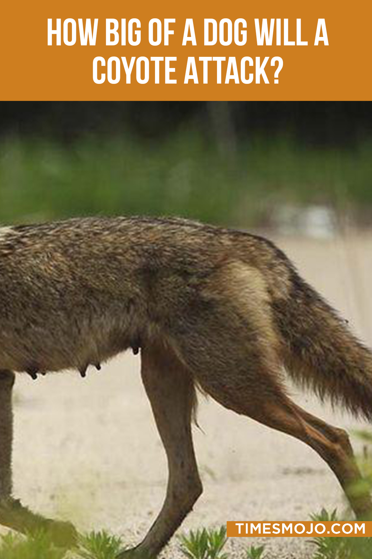 How Big Of A Dog Will A Coyote Attack