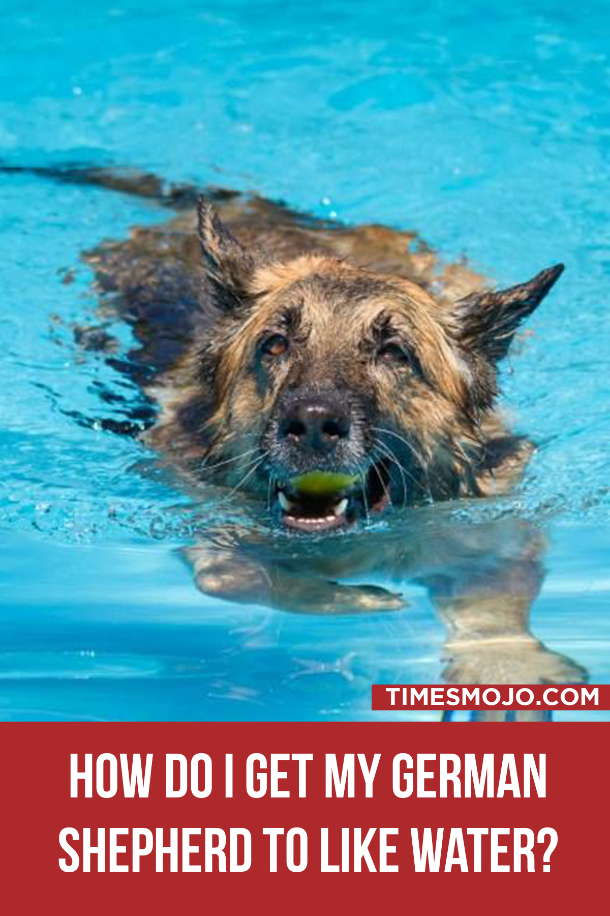 How Do I Get My German Shepherd To Like Water