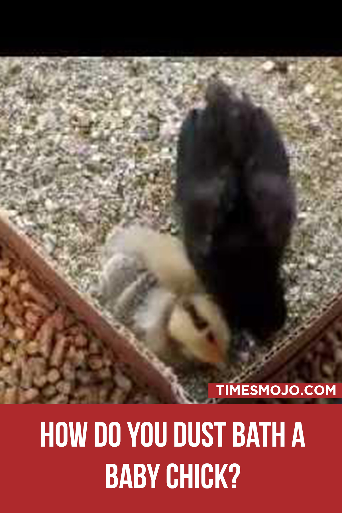 How Do You Dust Bath A Baby Chick