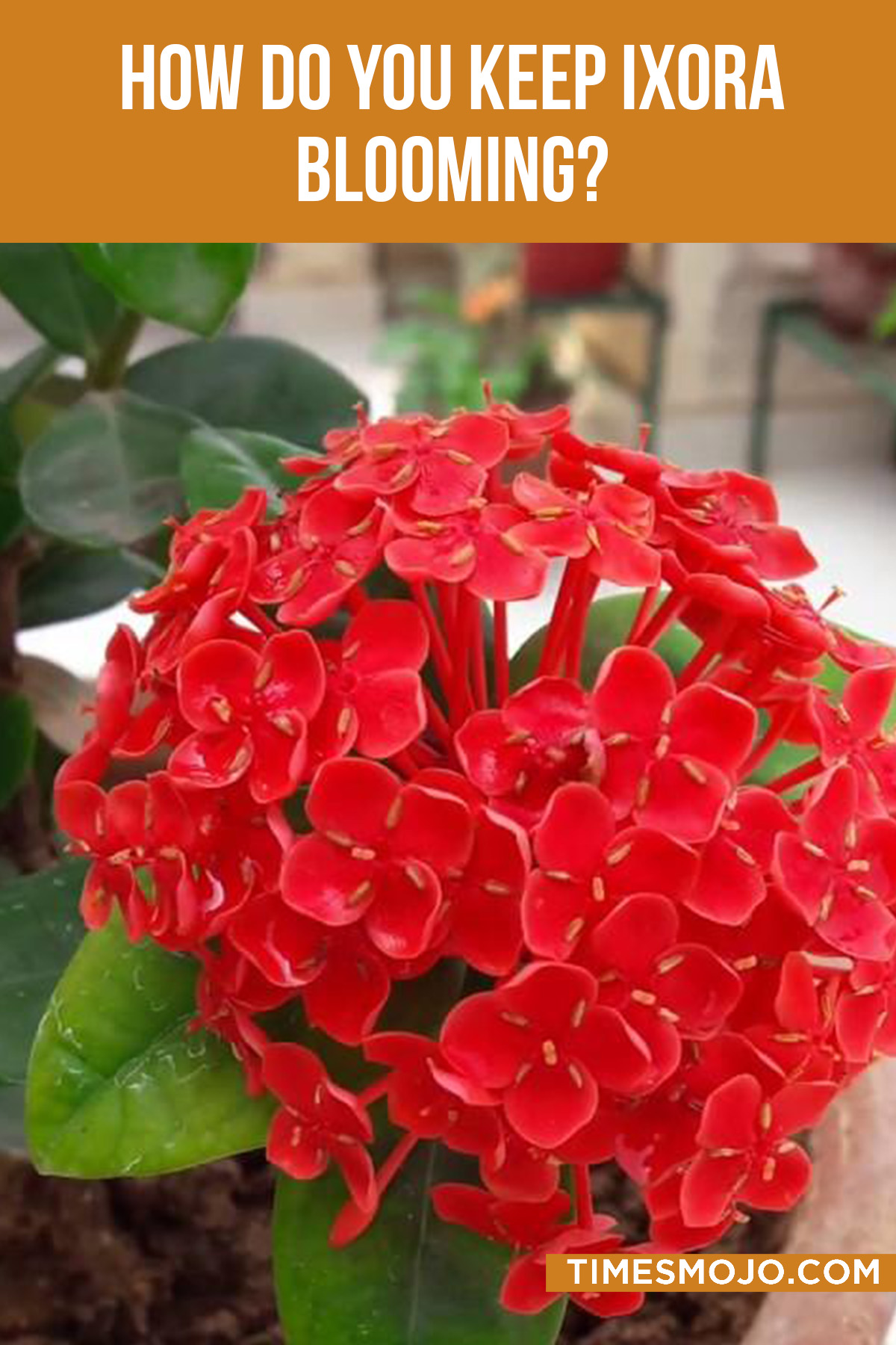 How Do You Keep Ixora Blooming