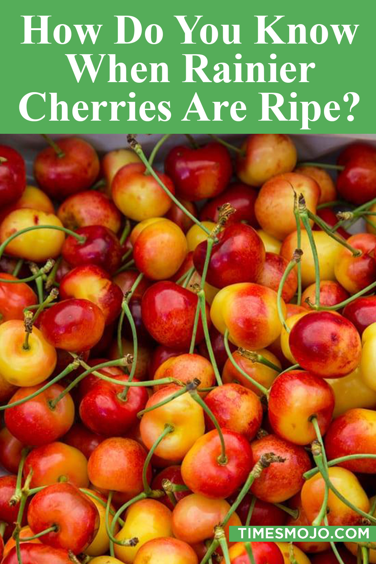 How Do You Know When Rainier Cherries Are Ripe