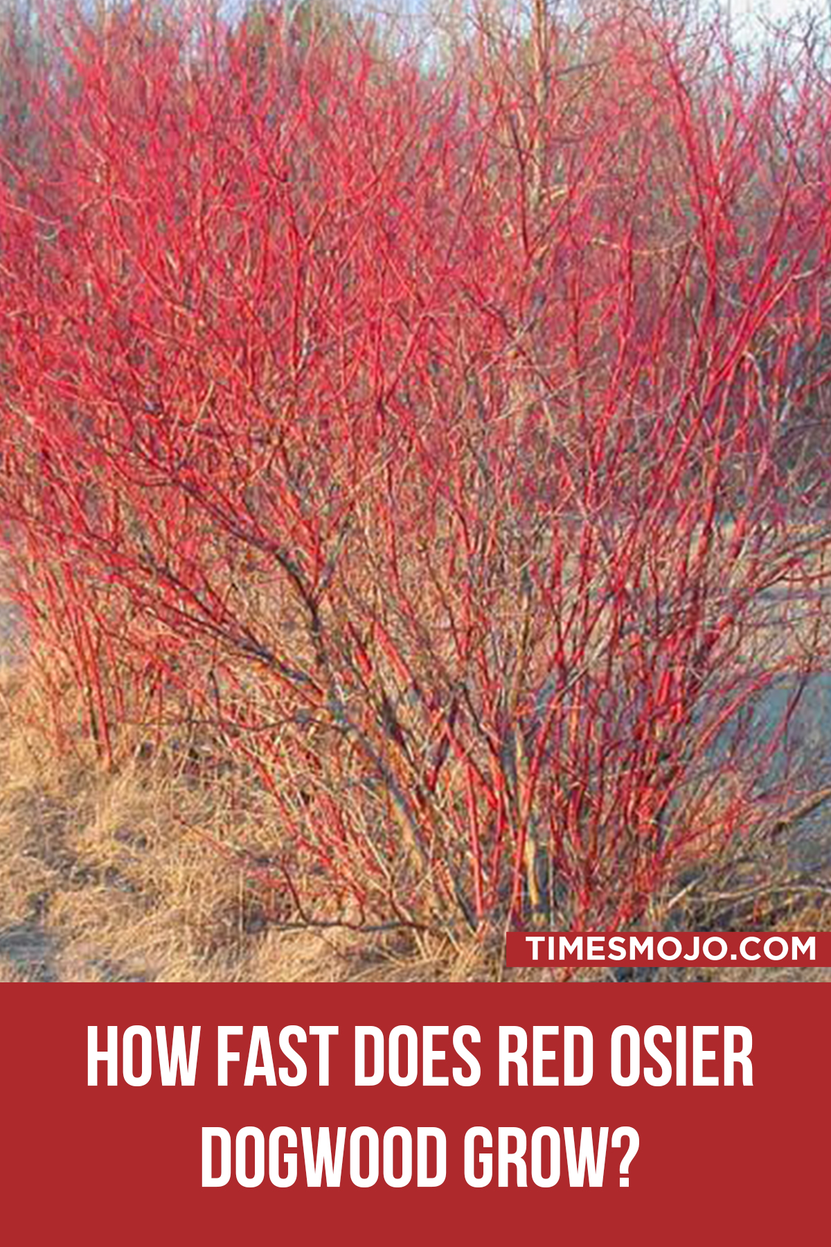 How Fast Does Red Osier Dogwood Grow