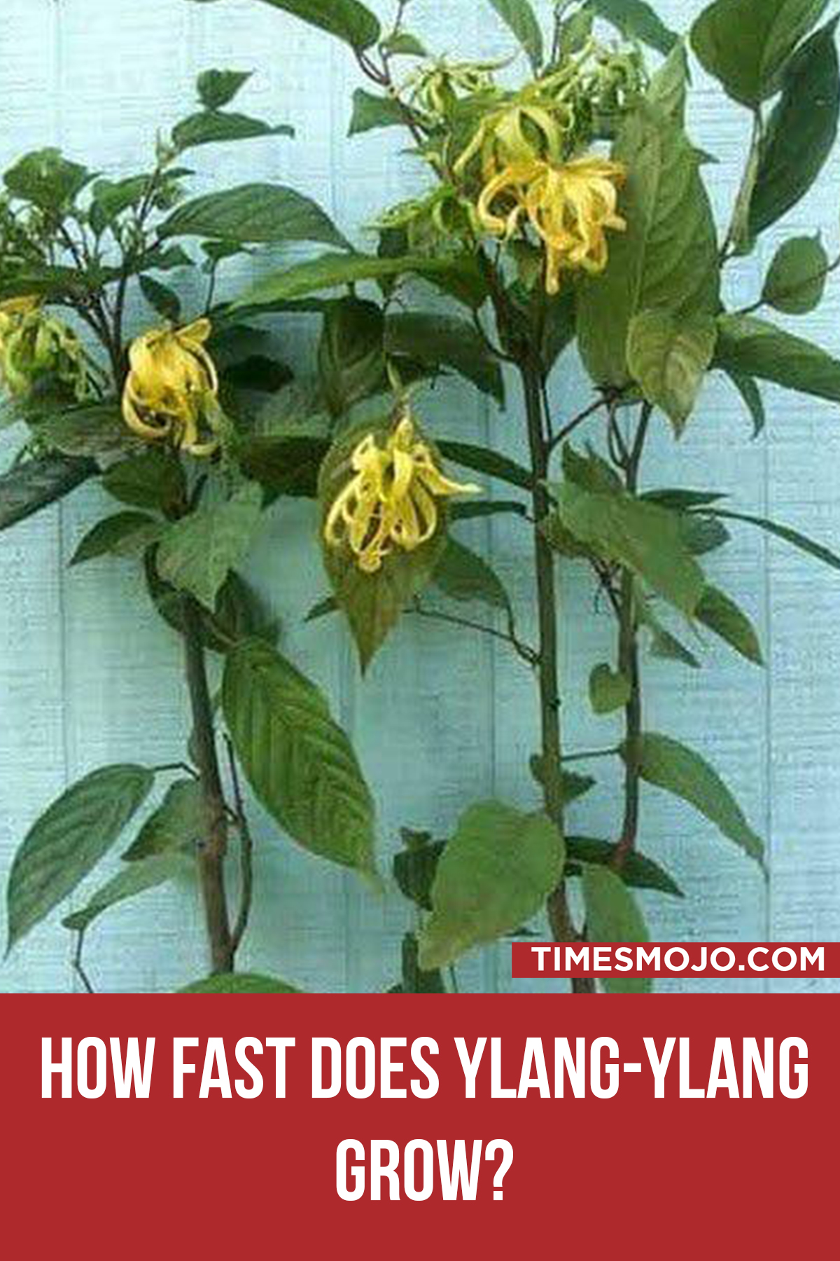 How Fast Does Ylang Ylang Grow