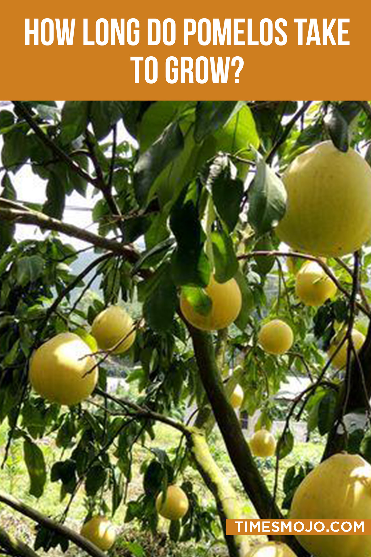 How Long Do Pomelos Take To Grow