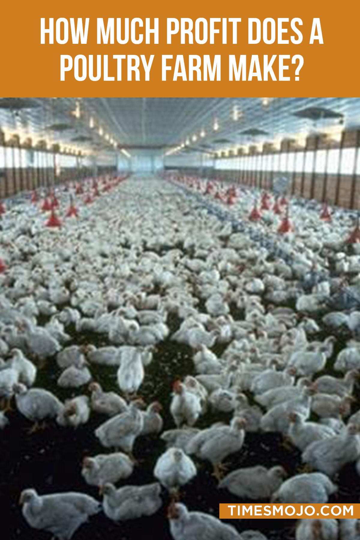 how-much-profit-does-a-poultry-farm-make-timesmojo