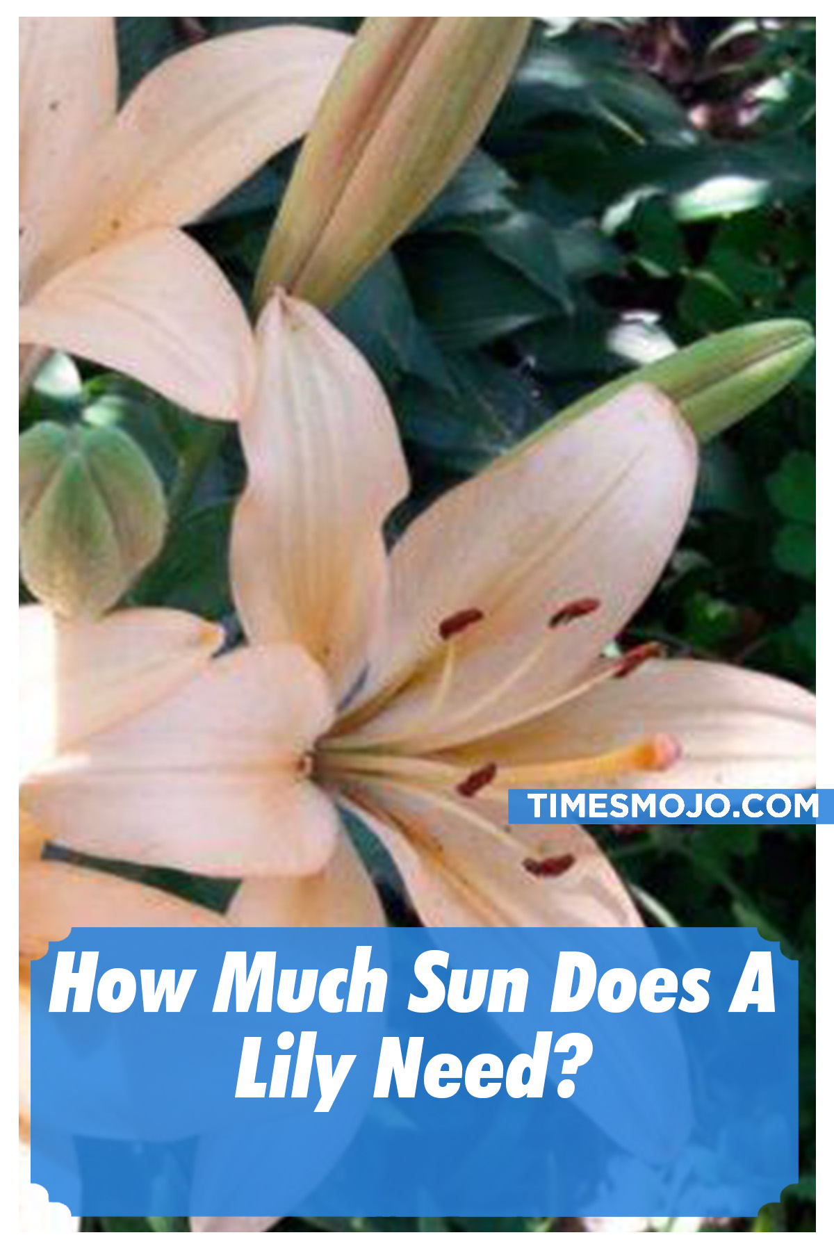 How much sun does a lily need? TimesMojo