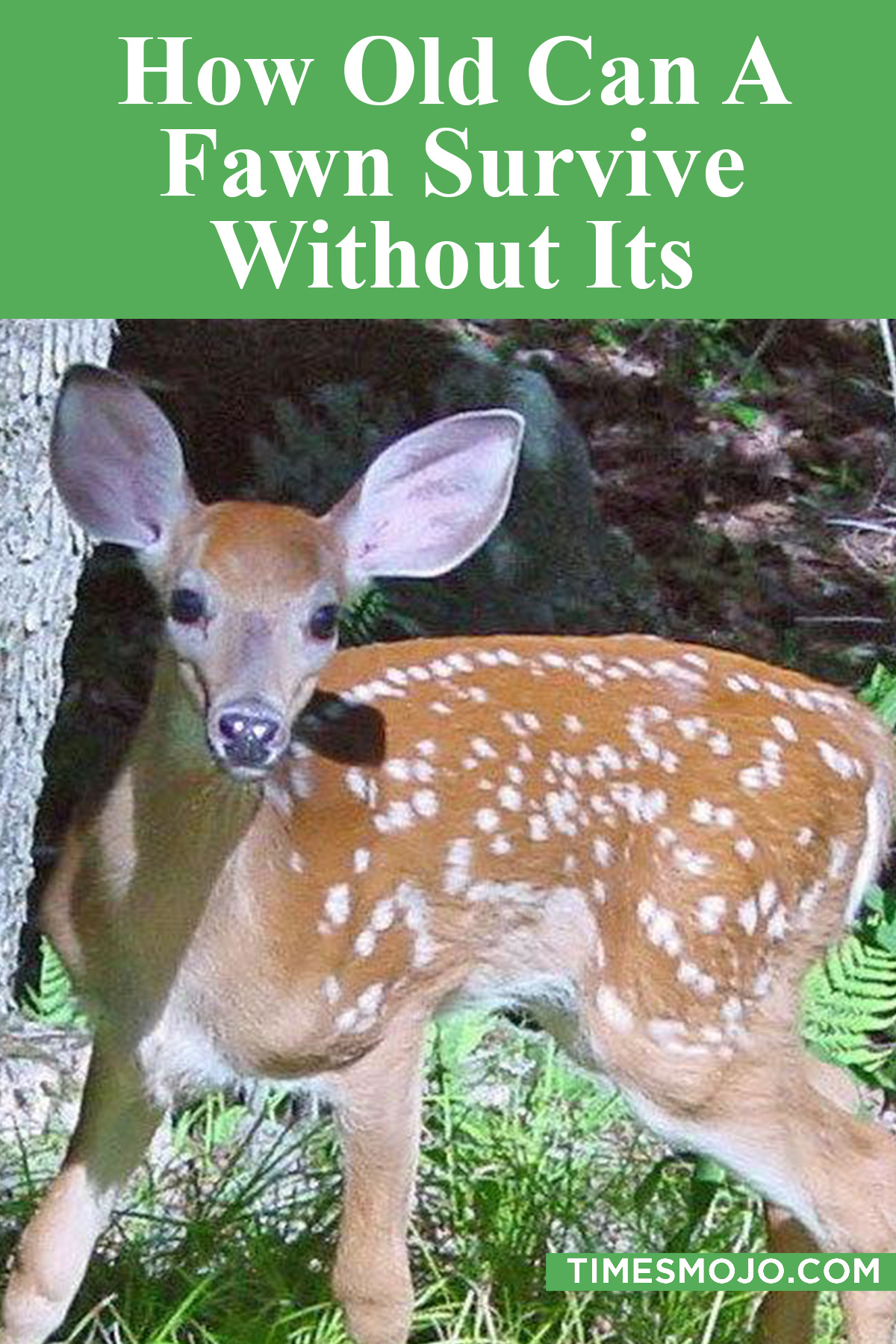 how-old-can-a-fawn-survive-without-its-mother-timesmojo