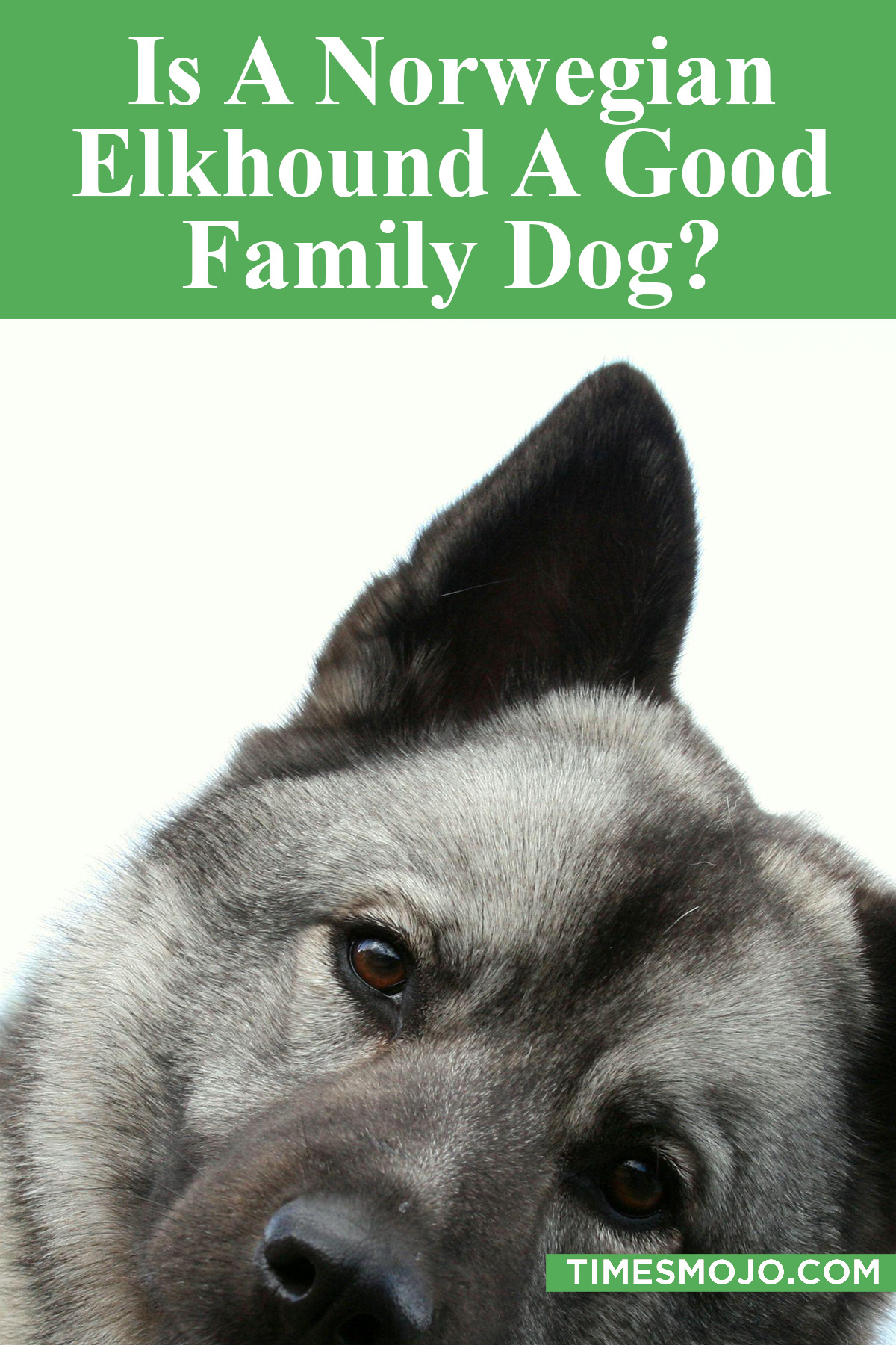 Is A Norwegian Elkhound A Good Family Dog