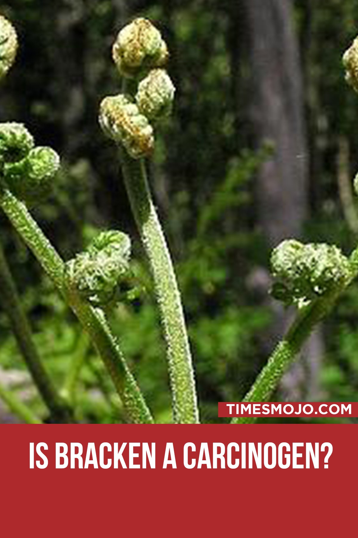 Is Bracken A Carcinogen