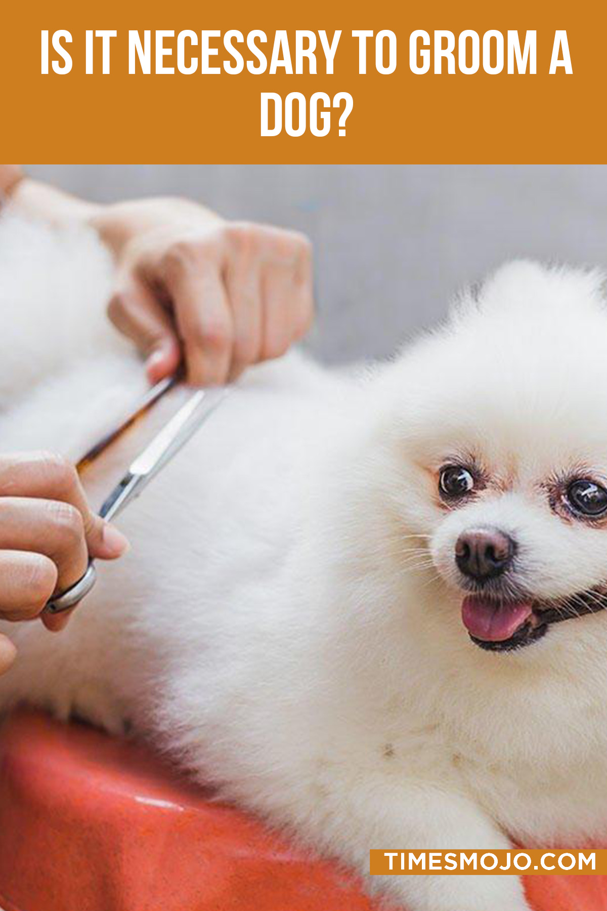 Is It Necessary To Groom A Dog