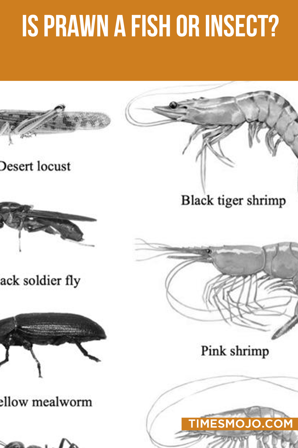 Is Prawn A Fish Or Insect