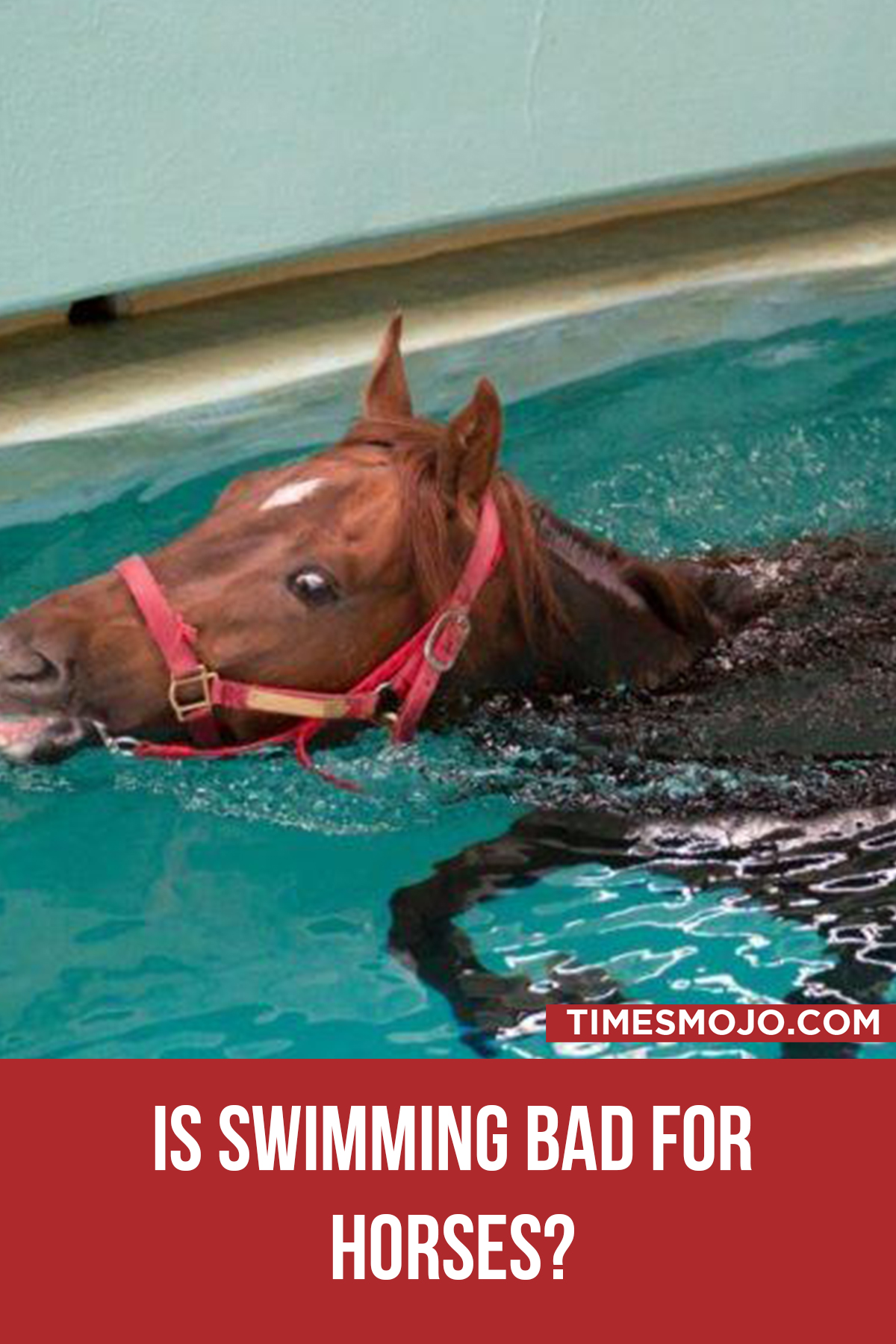 Is Swimming Bad For Horses