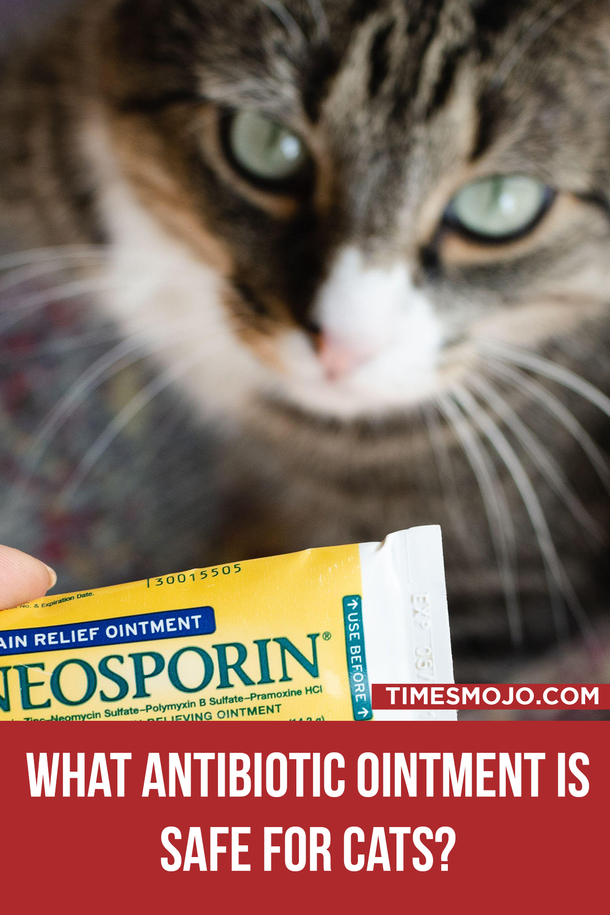 What antibiotic ointment is safe for cats? TimesMojo