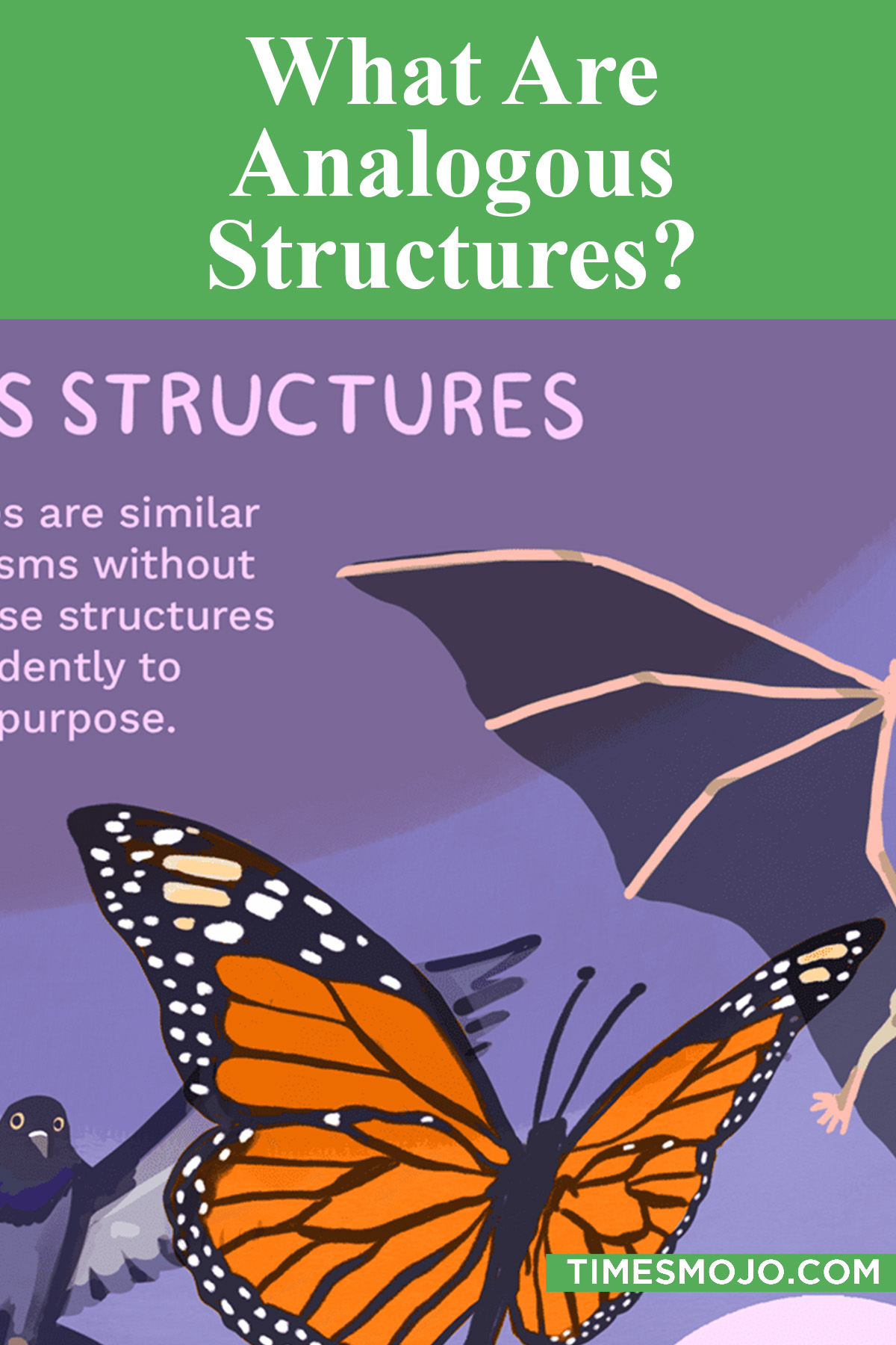 What Are Analogous Structures