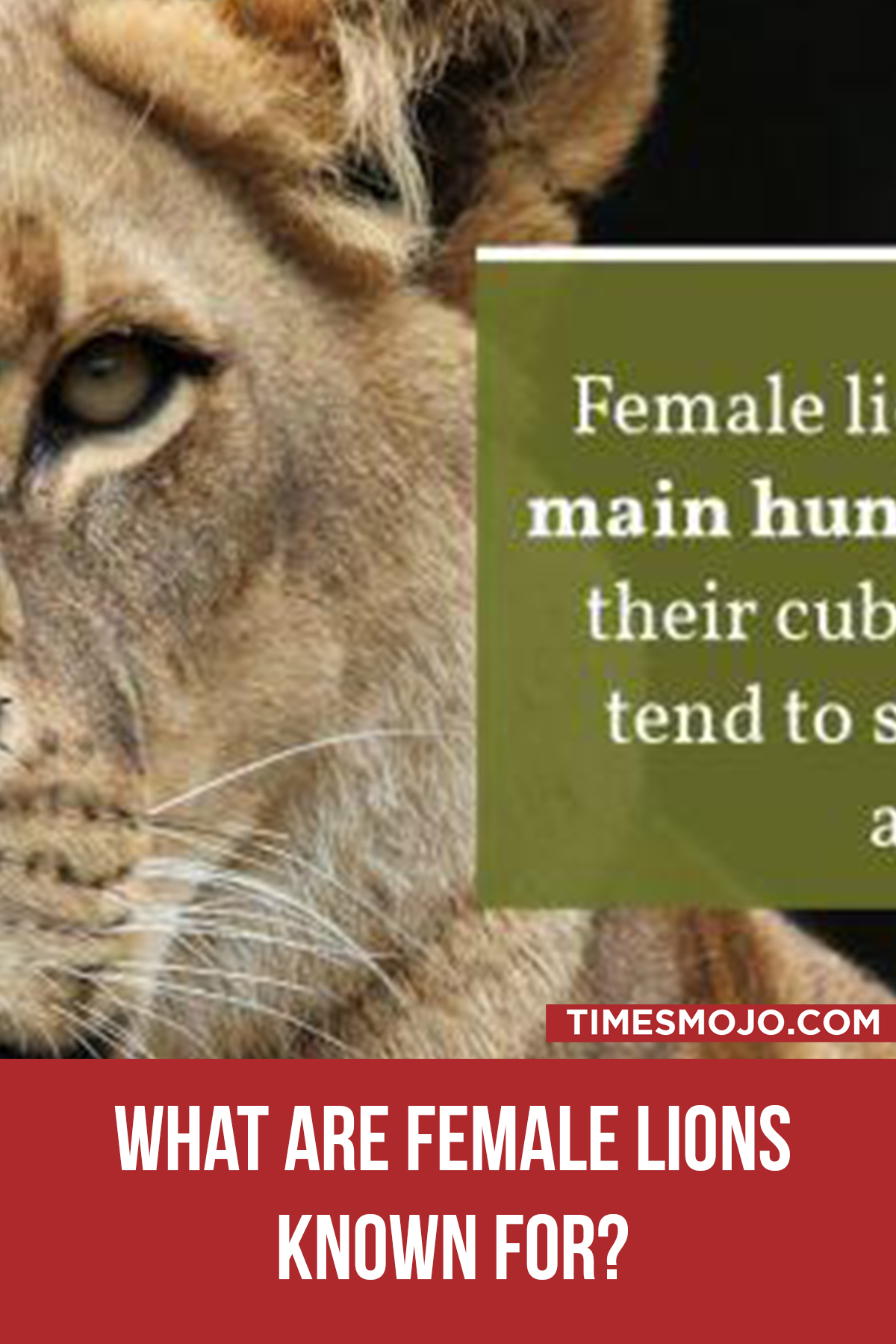 What Are Female Lions Known For