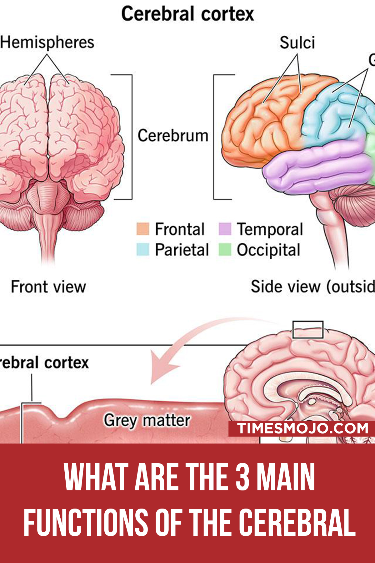 What Are The 3 Main Functions Of The Cerebral Cortex
