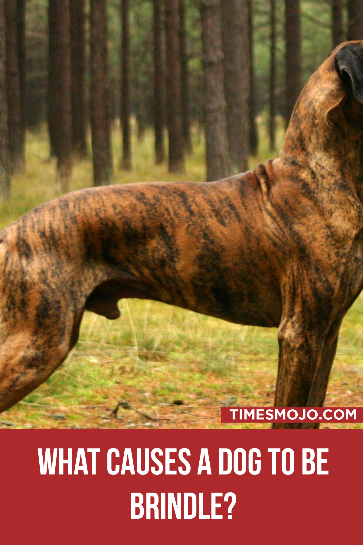 What Causes A Dog To Be Brindle