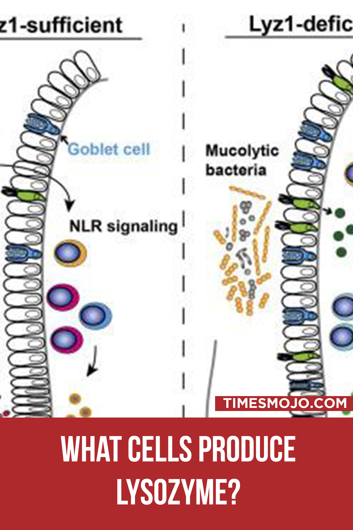 What Cells Produce Lysozyme