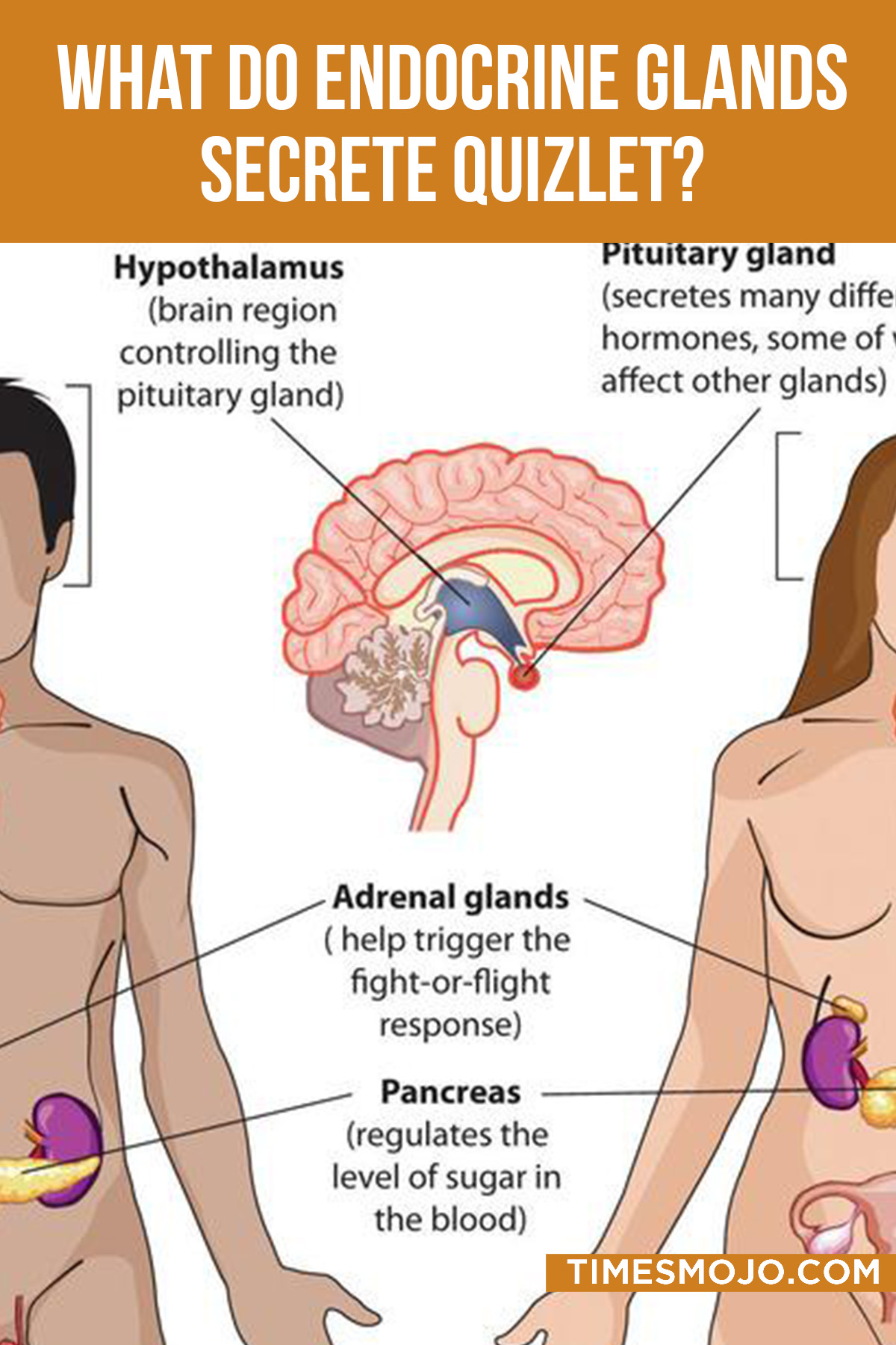 What Do Endocrine Glands Secrete Quizlet